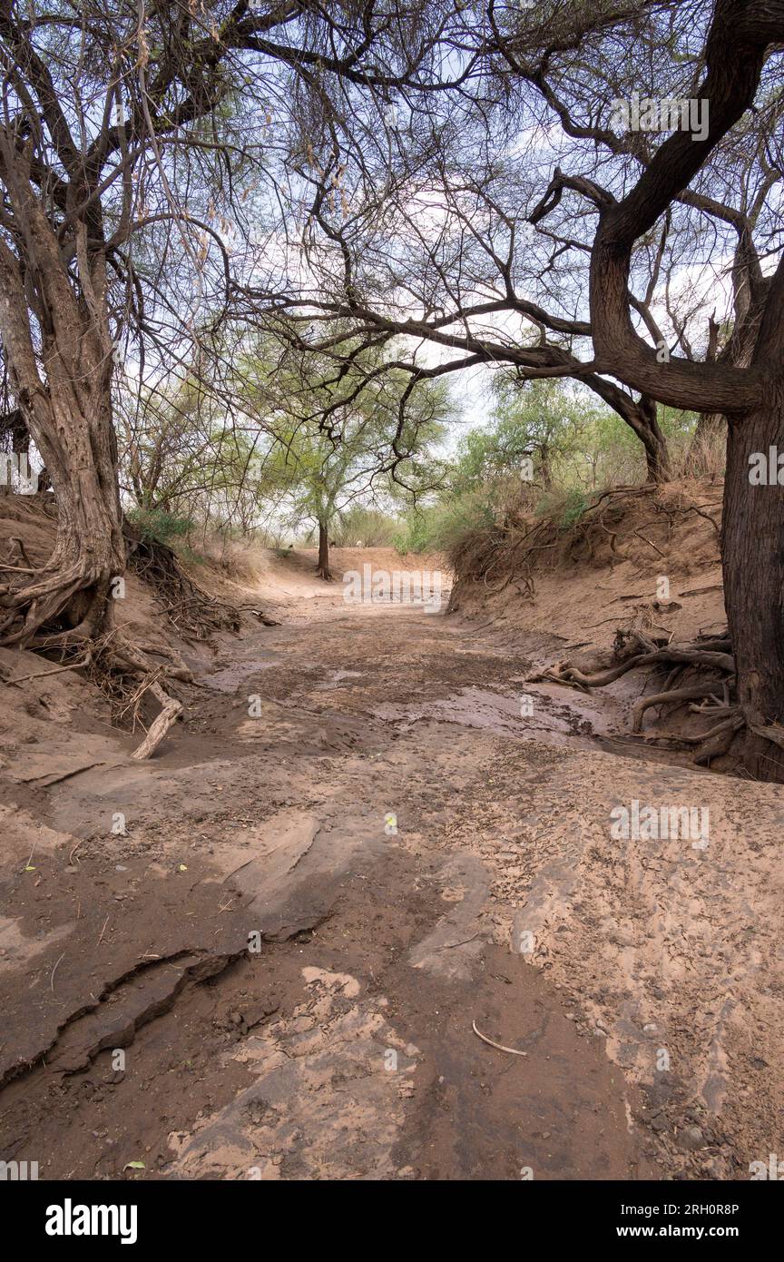 Un letto di fiume stagionale prosciugato fiancheggiato da alberi sulla riva del fiume, Pokot, Kenya Foto Stock