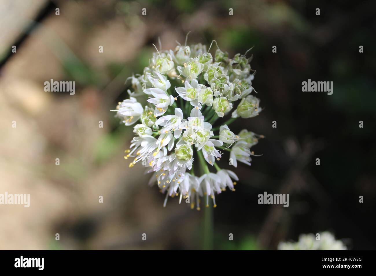 Annuire il fiore di cipolla alla diga numero 4 Woods a Park Ridge, Illinois Foto Stock