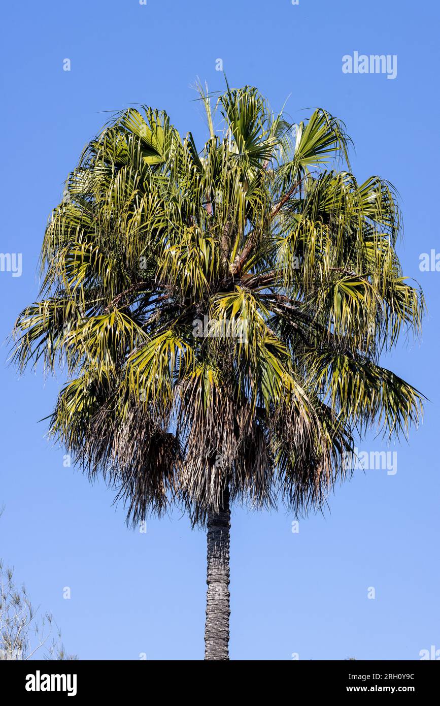 Palme di cavolo australiano con sfondo blu Foto Stock