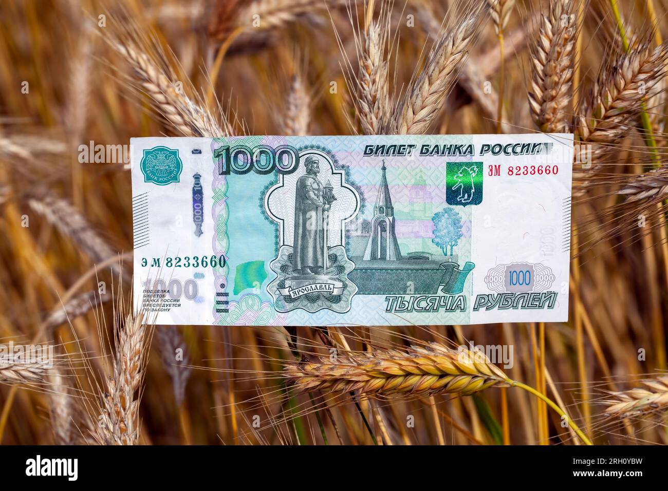 Rubli russi in un campo agricolo con un raccolto di grano, rubli russi e un campo con spighe di grano Foto Stock