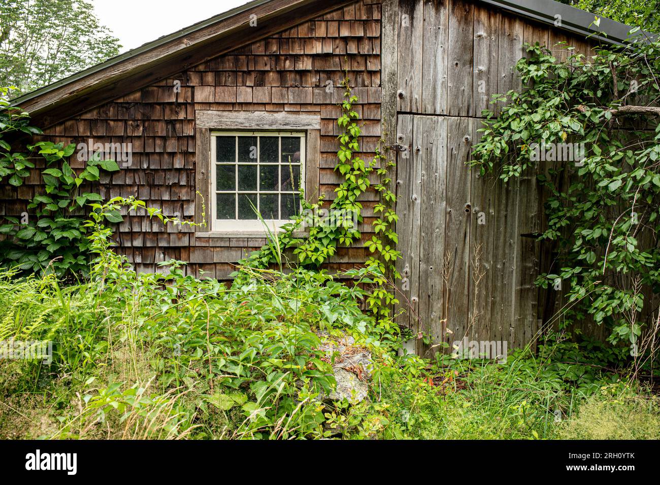 Vigne che risalgono il muro di un vecchio capannone. Foto Stock