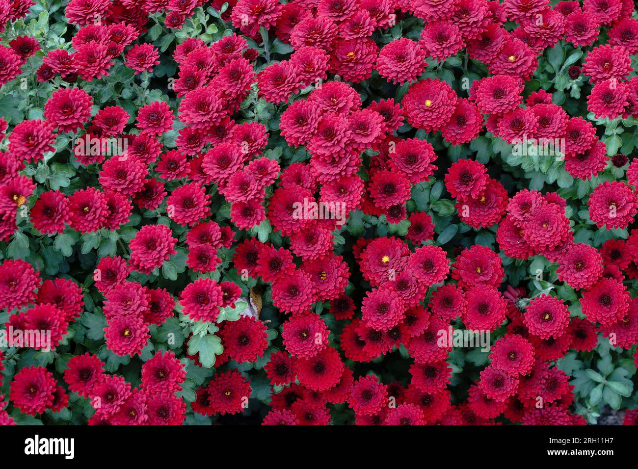 Rotblühendes Chrysanthemenbeet im Oktober Foto Stock