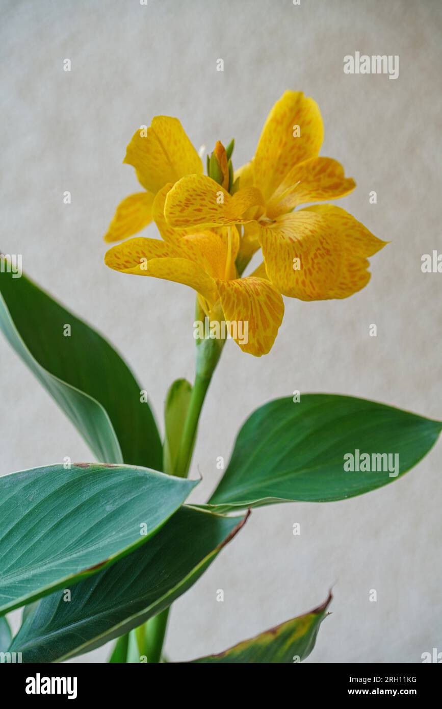 Gelbblühendes indisches Blumenrohr Foto Stock