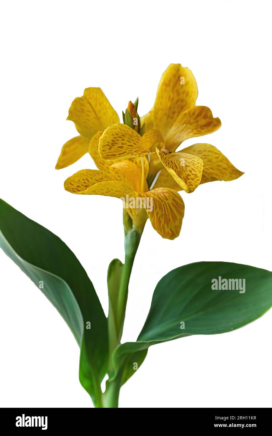 Gelbblühendes indisches Blumenrohr Foto Stock