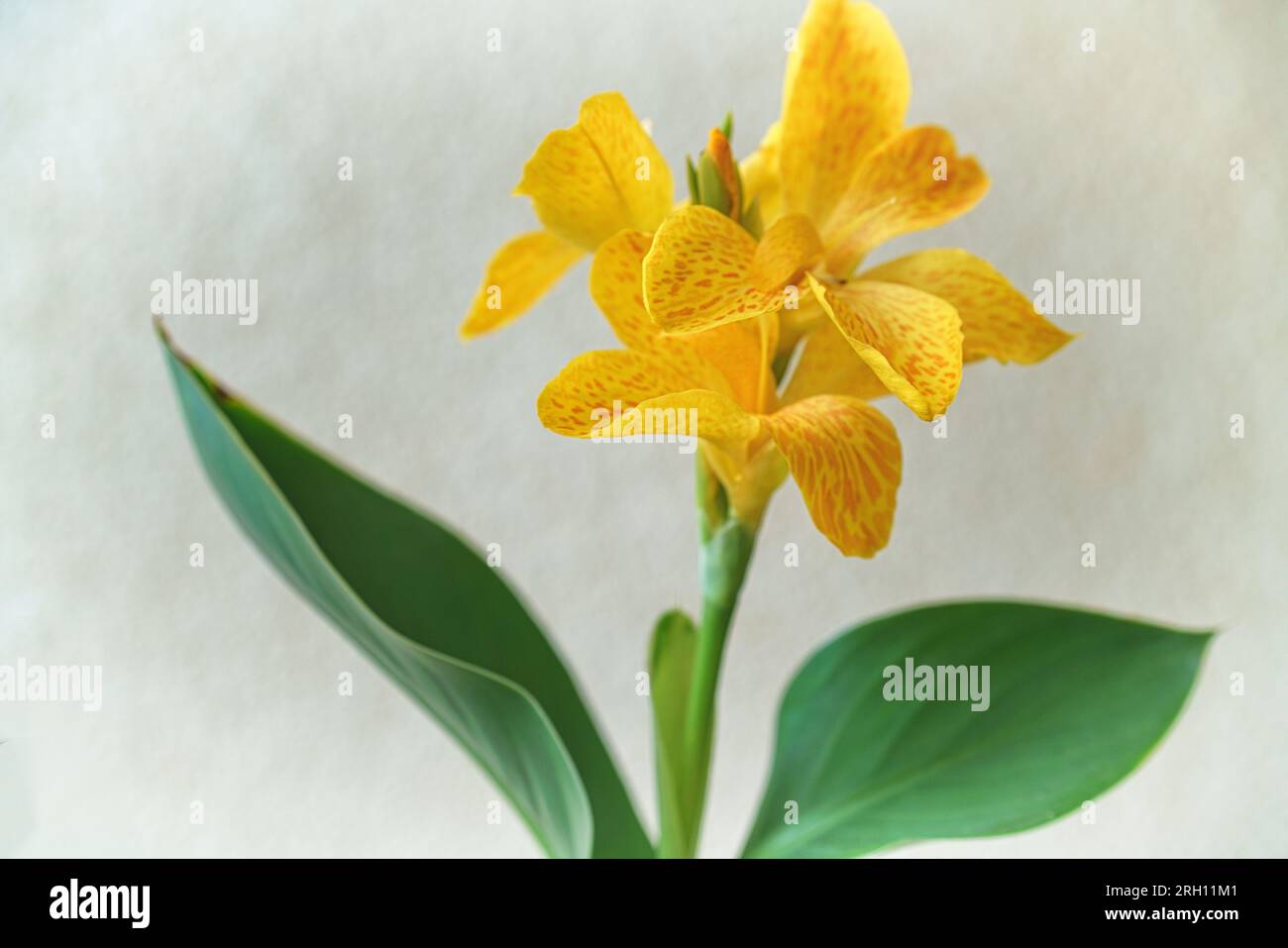 Gelbblühendes indisches Blumenrohr - canna Tropical Yellow vor grauem Hintergrund Foto Stock