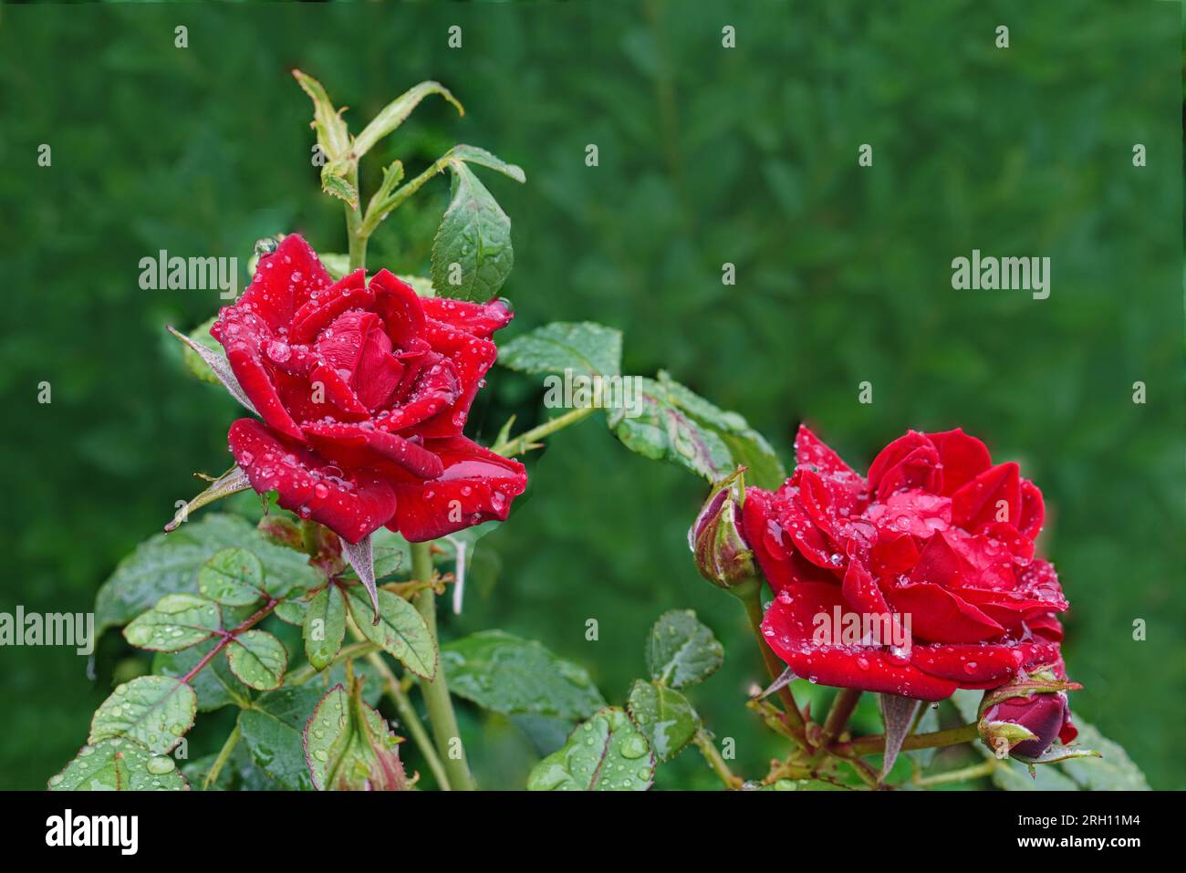Kleinblütige rote Rosen mit Regentropfen Foto Stock