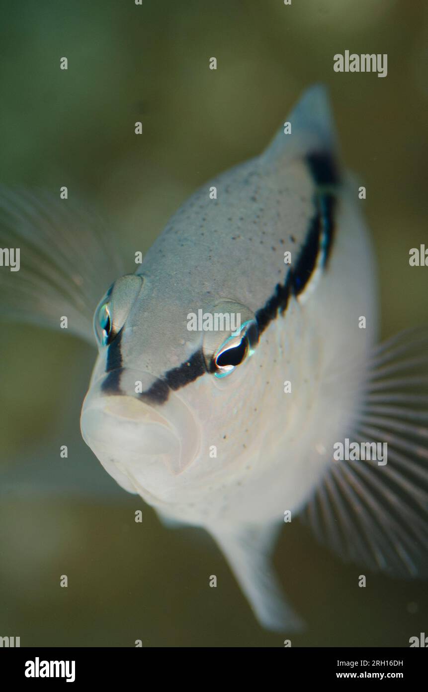 Bandit Dottyback, Pseudochromis perspicillatus, Tatawa Besar Island, tra le isole Komodo e Flores, Parco Nazionale di Komodo, Indonesia Foto Stock