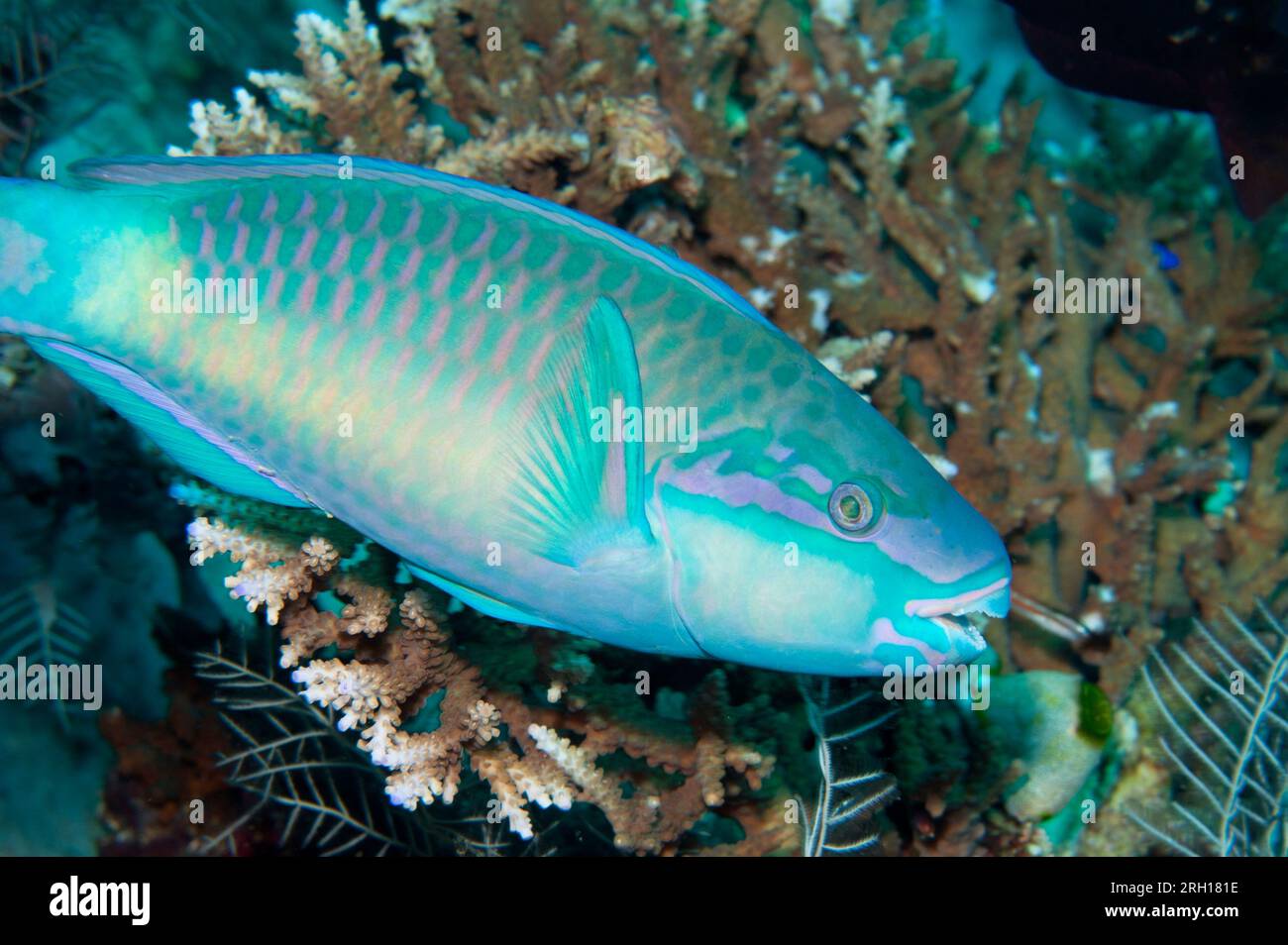 Bullethead Parrotfish, Chlorurus sordidus, Fish Bowl, Gili Lawa Laut, a nord dell'isola di Komodo, Komodo National Park, Indonesia Foto Stock