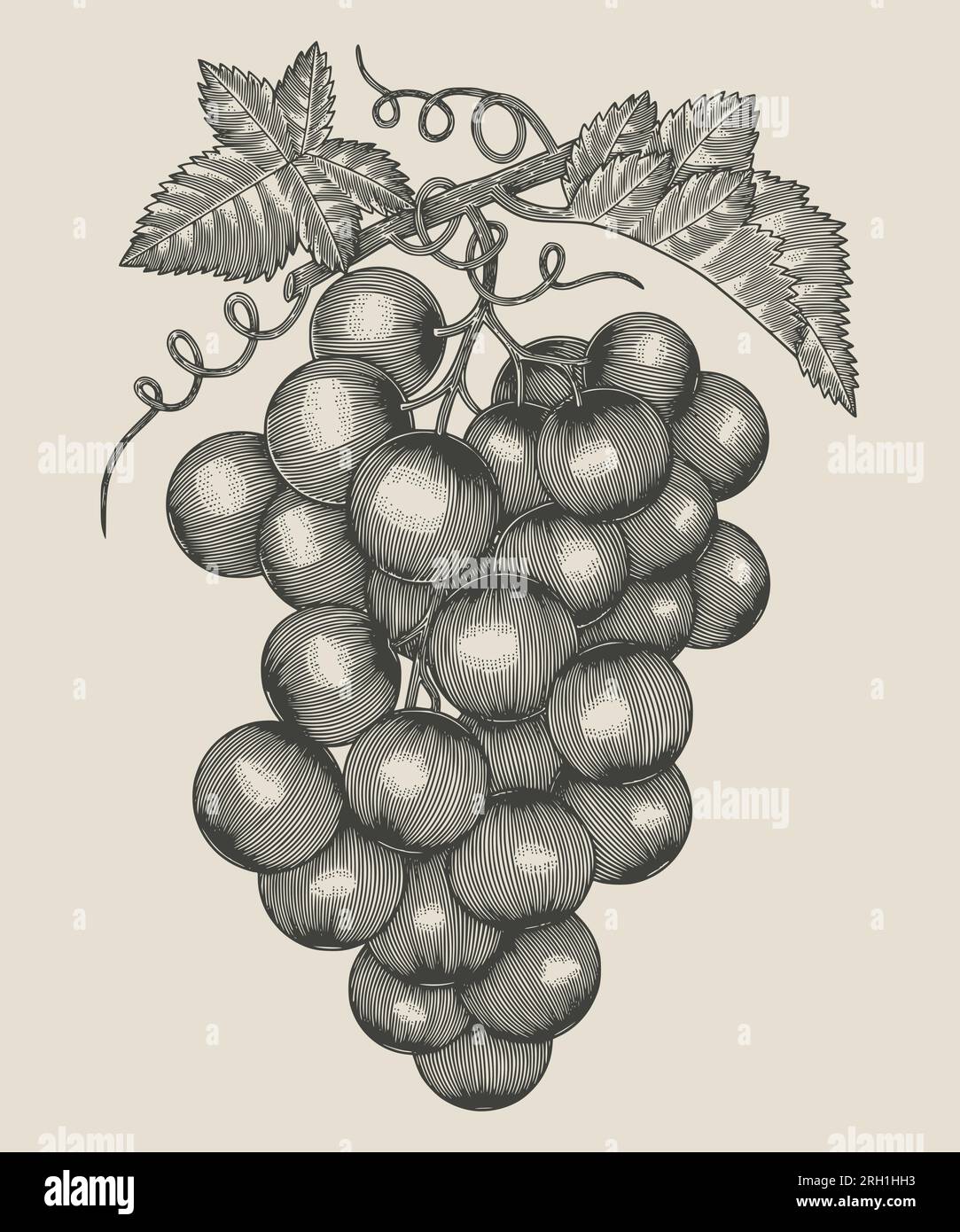 Uva. Illustrazione in stile incisione vintage disegnata a mano. Illustrazione Vettoriale