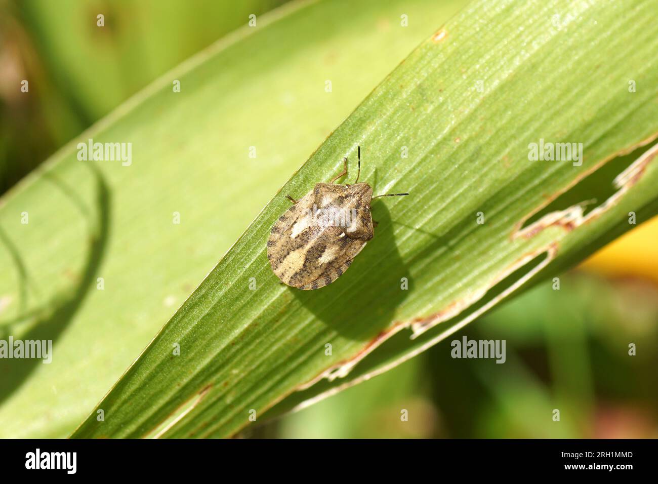 Closeup Tartoise Bug, Eurygaster testudinaria. Family Jewel Bugs (Scutelleridae). Su una foglia. Giardino olandese, estate, agosto Foto Stock