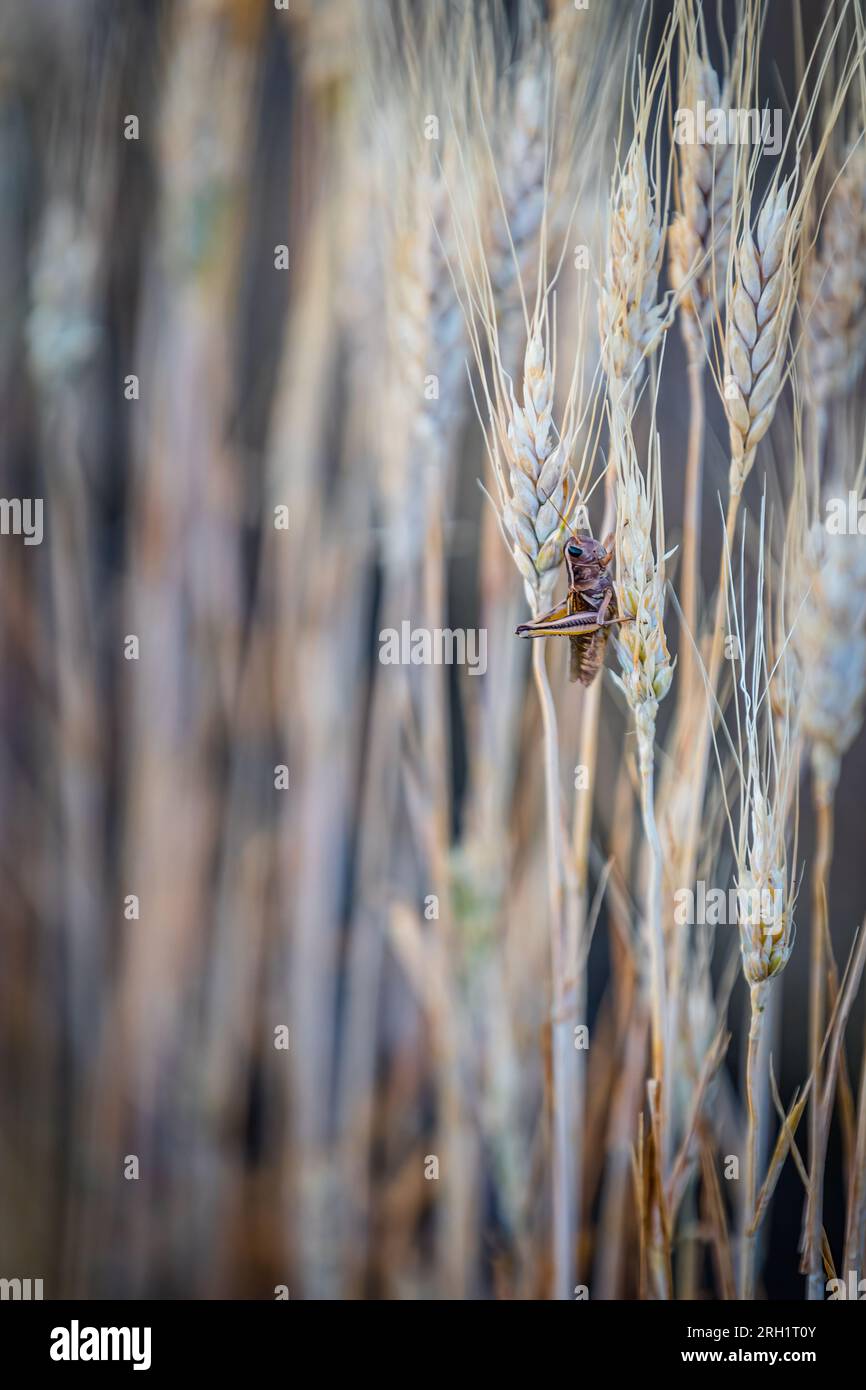 Grasshopper che mangia un gambo di grano duro prima del raccolto nelle praterie canadesi Foto Stock