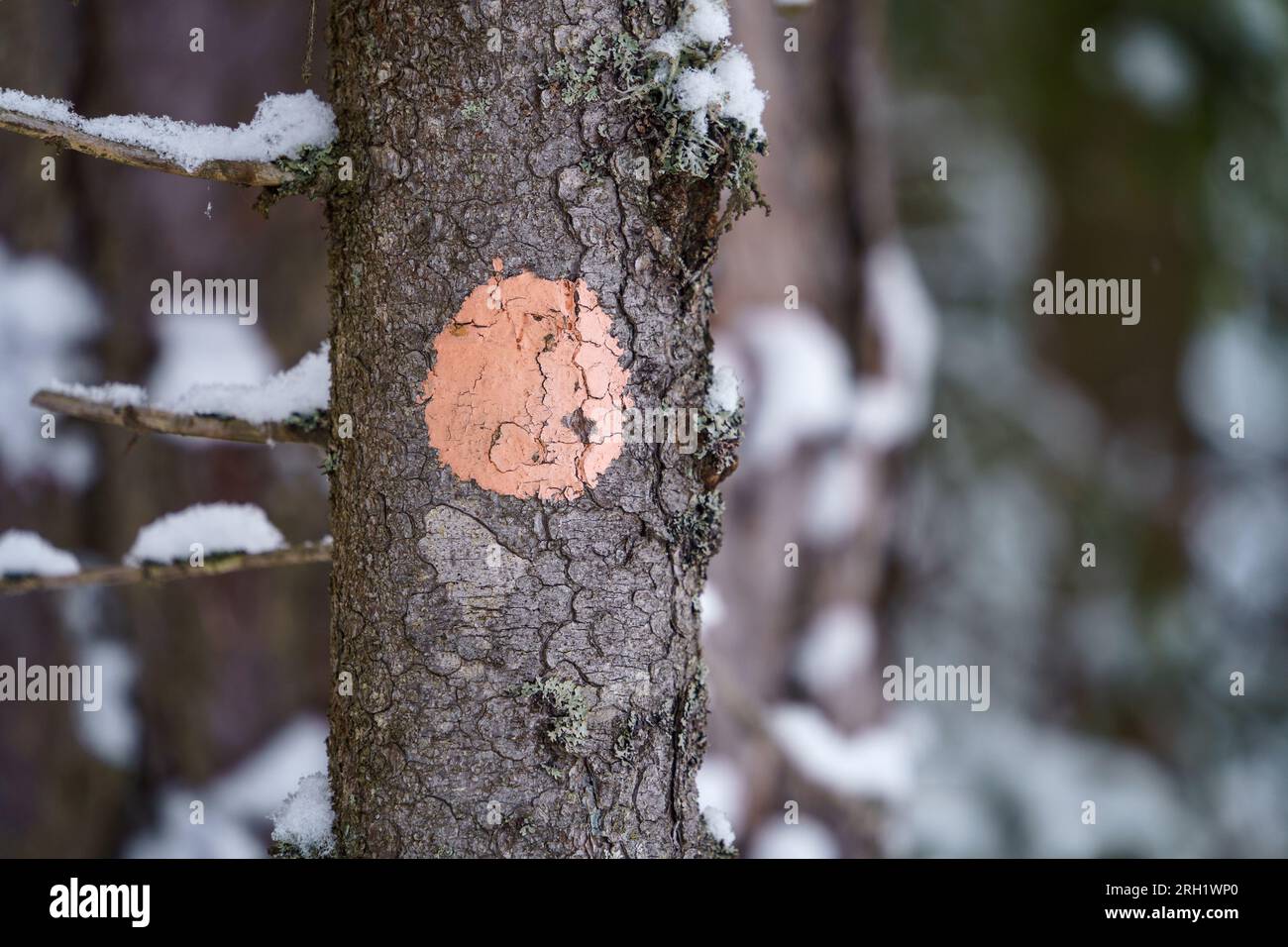 Segnavia circolare arancione su un pino, da vicino nel Parco Nazionale Repovesi in inverno. Kouvola, Finlandia. Foto Stock