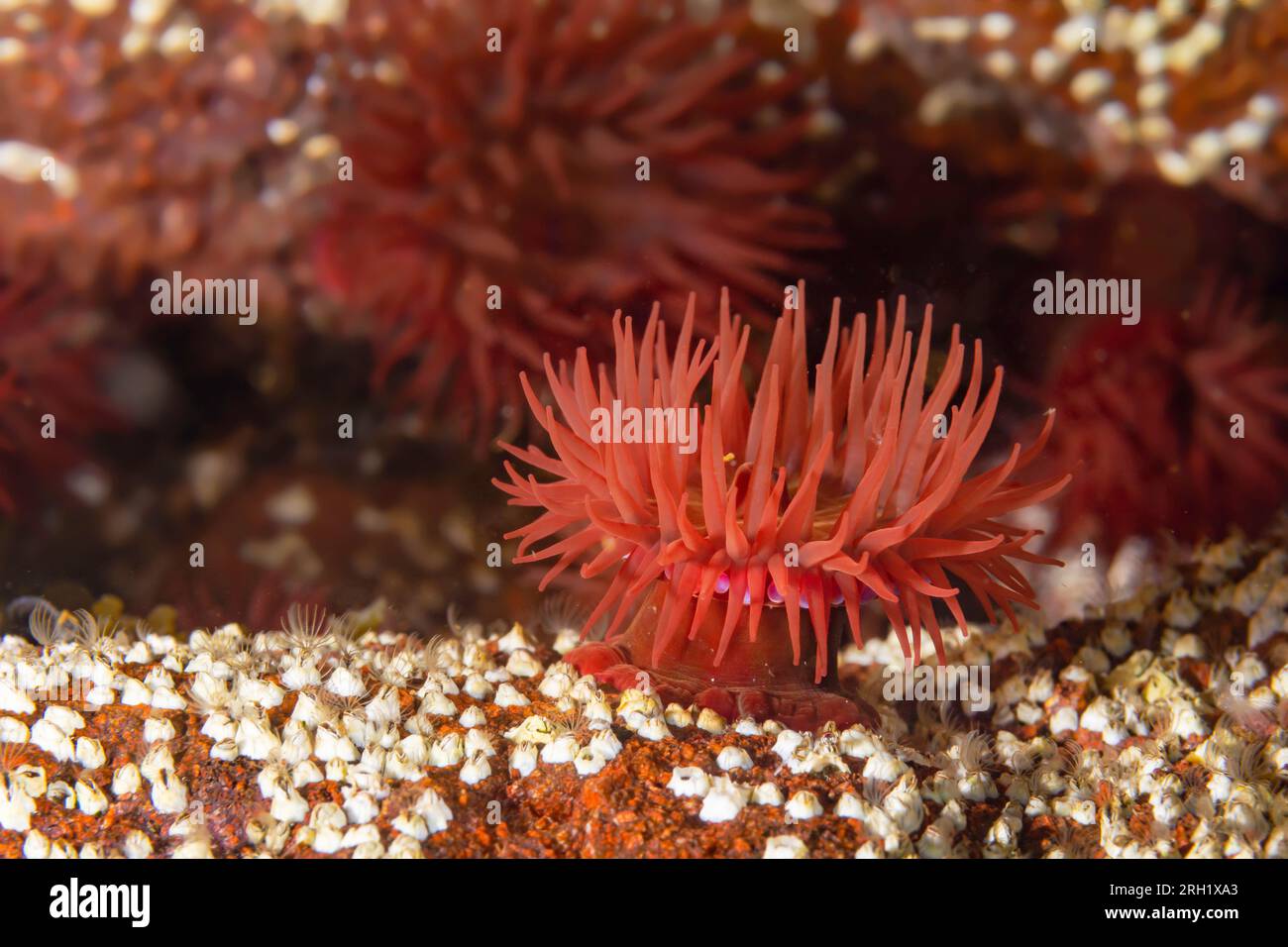 Actinia equina Foto Stock
