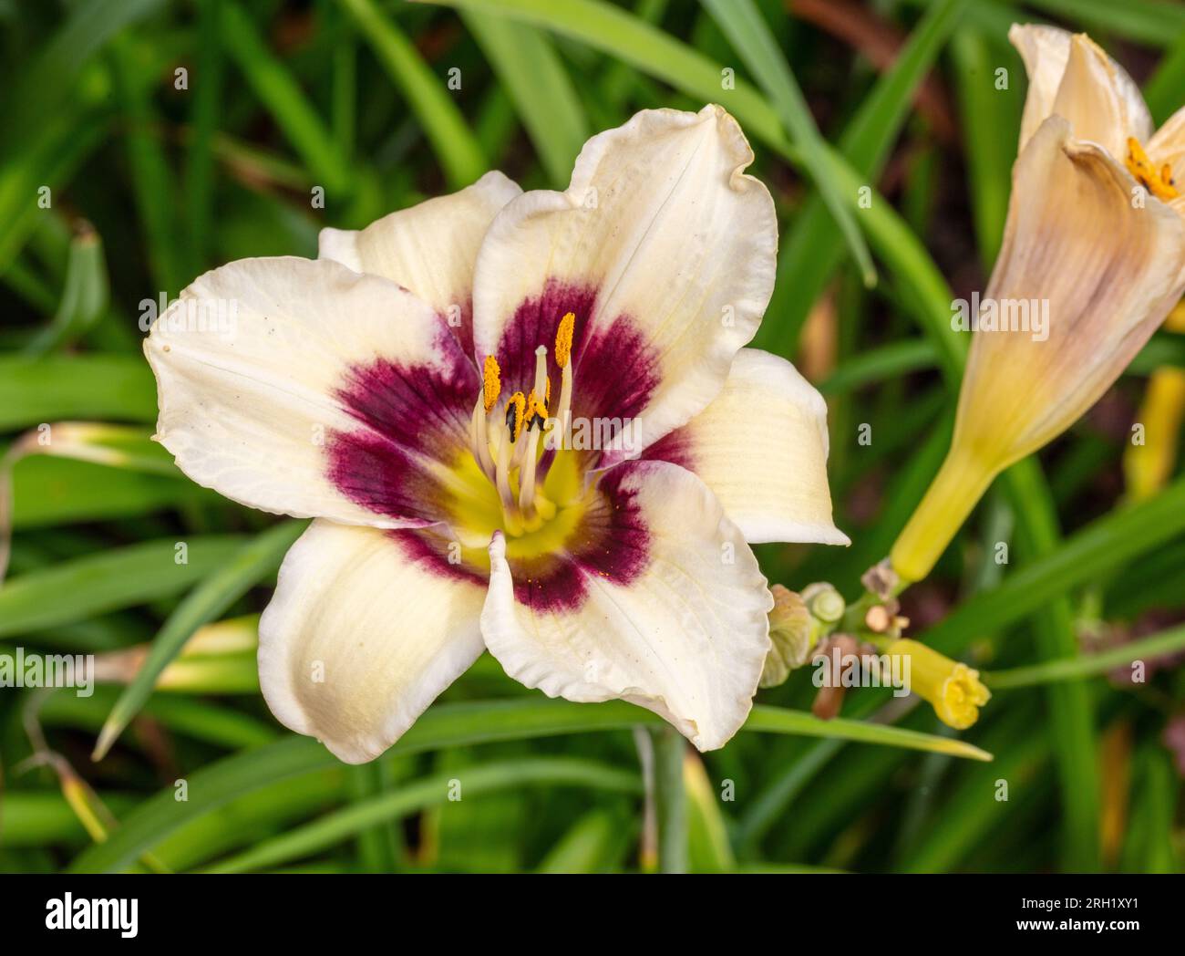 "Piano Man" Daylily, daglilja (Hemerocallis) Foto Stock