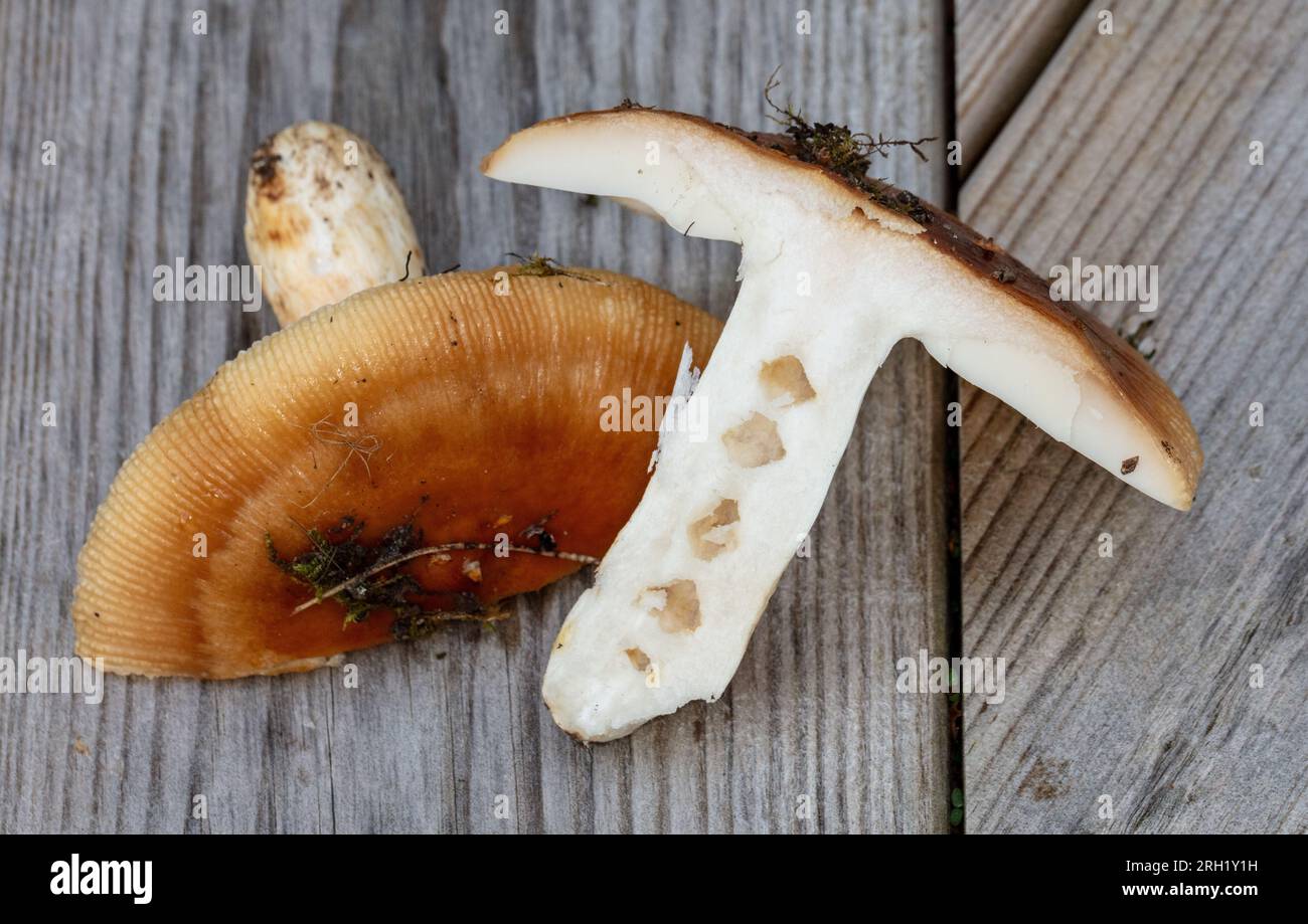 Russola puzzolente, Stinkkremla (Russula foetens) Foto Stock