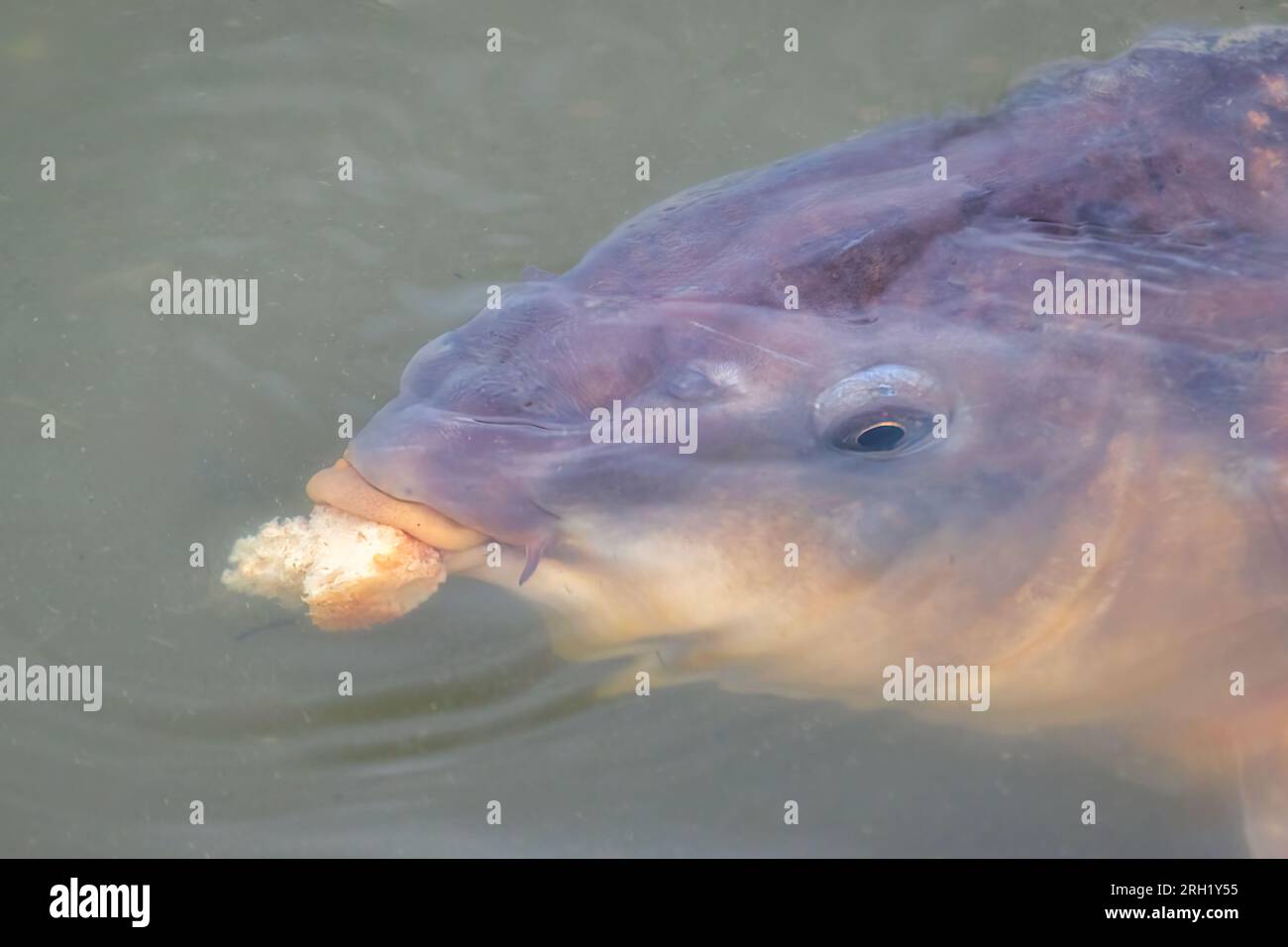 Una fotografia molto ravvicinata di una carpa comune, Cyprinus carpio, che rompe la superficie dell'acqua per mangiare un pezzo di pane che galleggia sulla superficie Foto Stock
