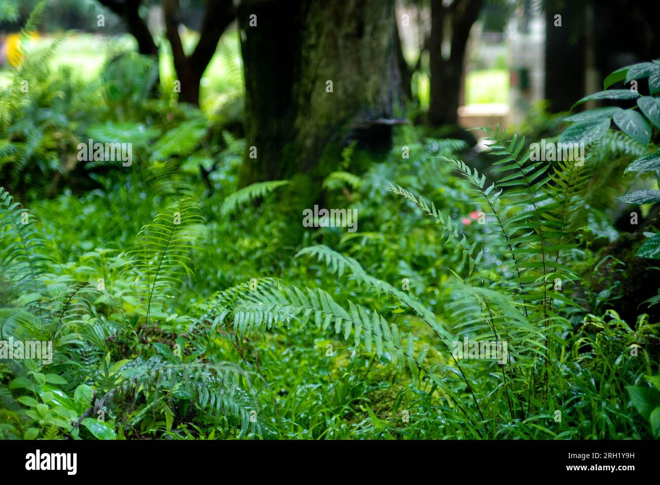 Splendida consistenza di foglie di felce nella natura. Piante di felce nella foresta. Sfondo felce verde. Concetto di sfondo naturale. Foto Stock