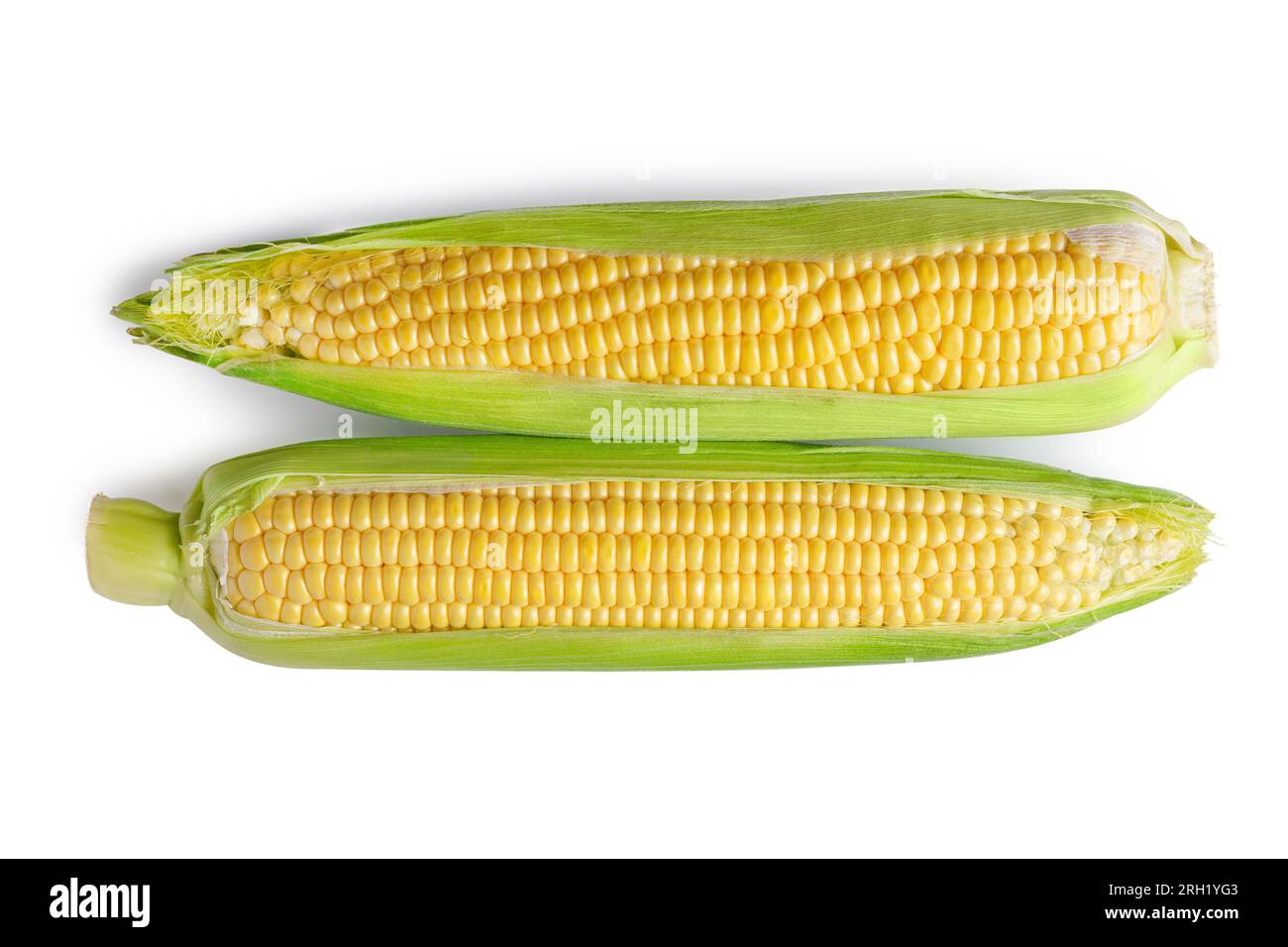 Due orecchie di mais giallo fresco con foglie verdi isolate su sfondo bianco. Ingrediente alimentare, elemento di design, fattoria, raccolto, agricoltura. Foto Stock