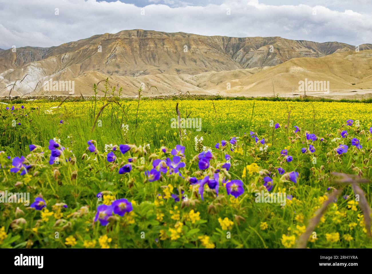 Campi di senape con fiori viola e montagne del deserto sullo sfondo a Lho Manthang, Mustang Foto Stock