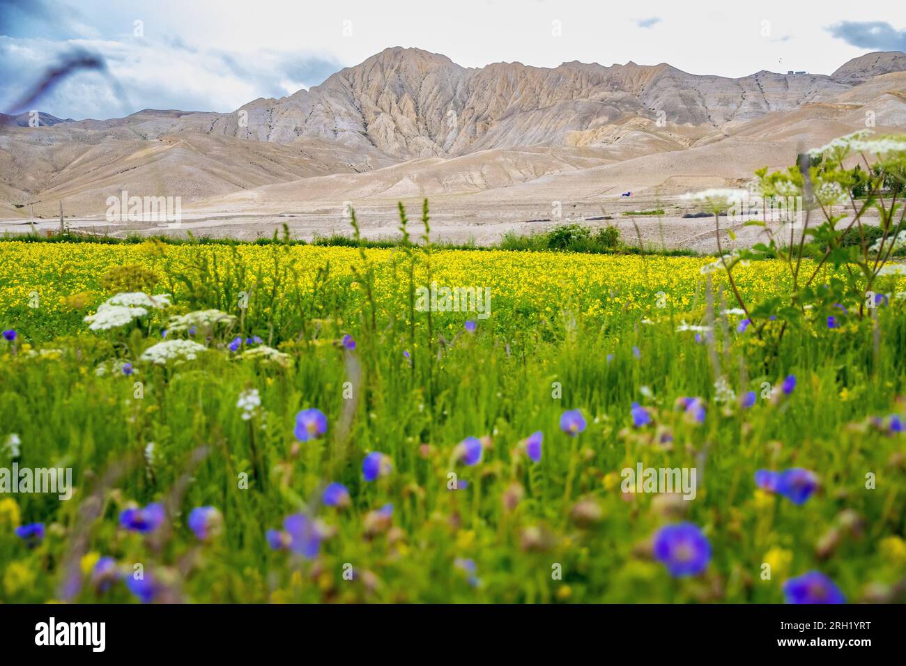 Campi di senape con fiori viola e montagne del deserto sullo sfondo a Lho Manthang, Mustang Foto Stock