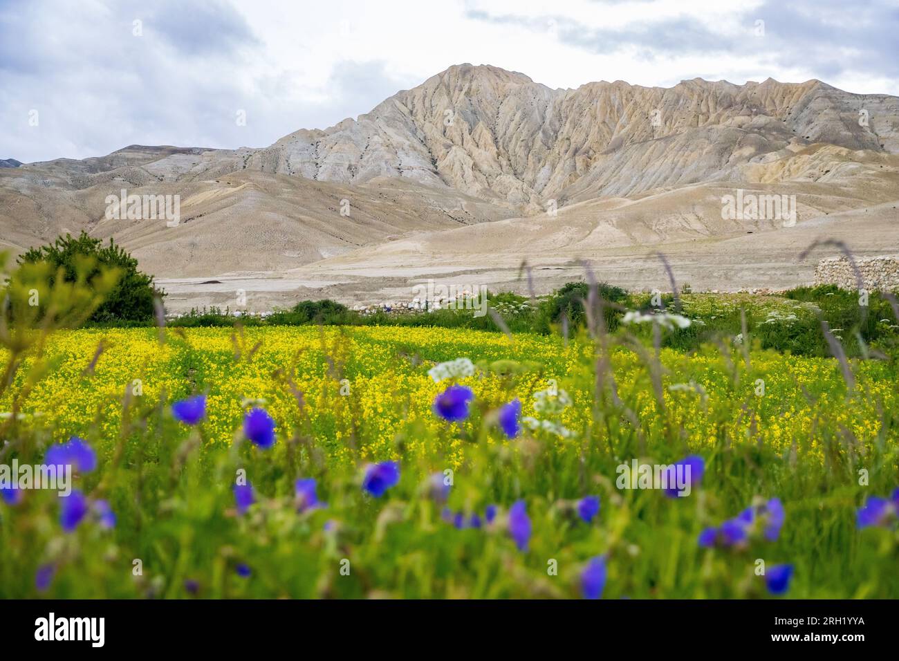 Campi di senape con fiori viola e montagne del deserto sullo sfondo a Lho Manthang, Mustang Foto Stock