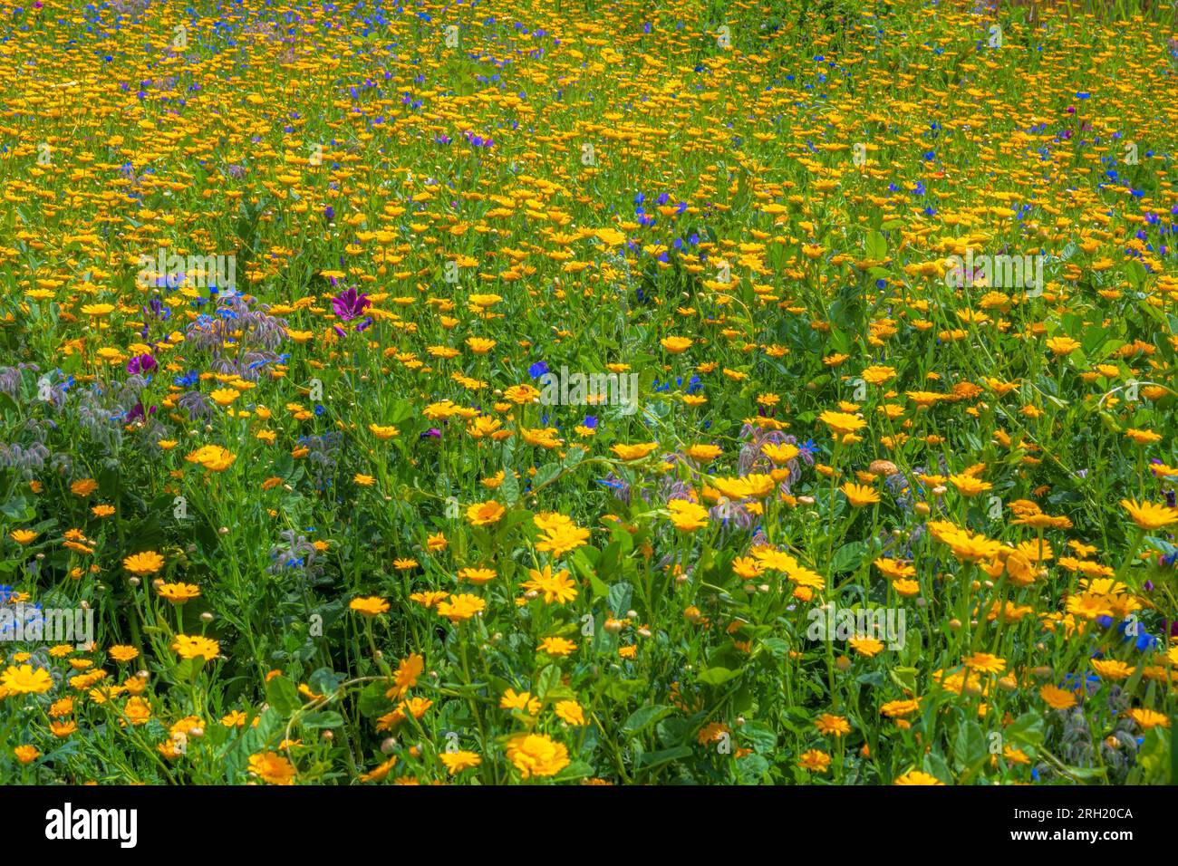 Bellissimo sfondo di un prato estivo con fiori di campo Foto Stock