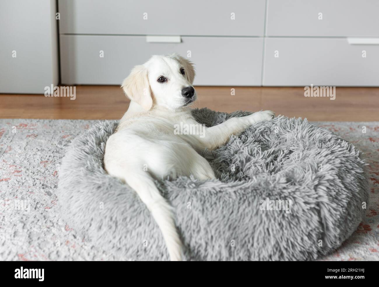 Un cucciolo di Golden retriever sta riposando in un letto per cani. Animale domestico. Foto Stock