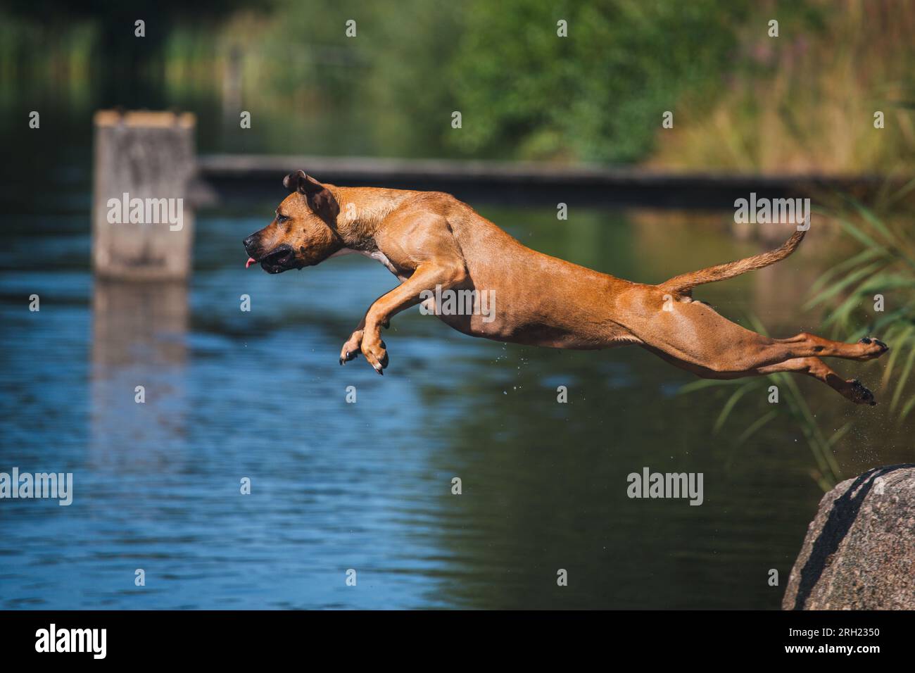 Cane marrone che salta in acqua in una calda giornata estiva Foto Stock