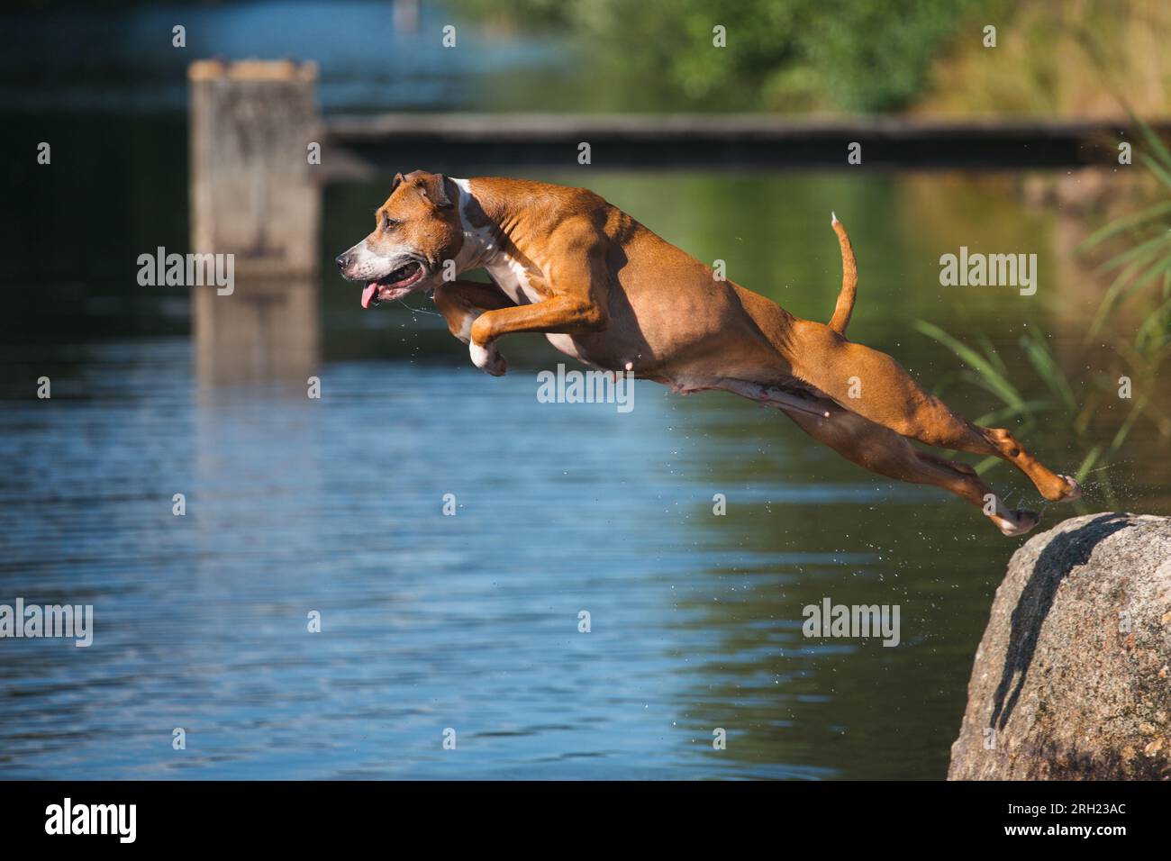 Cane marrone che salta in acqua in una calda giornata estiva Foto Stock
