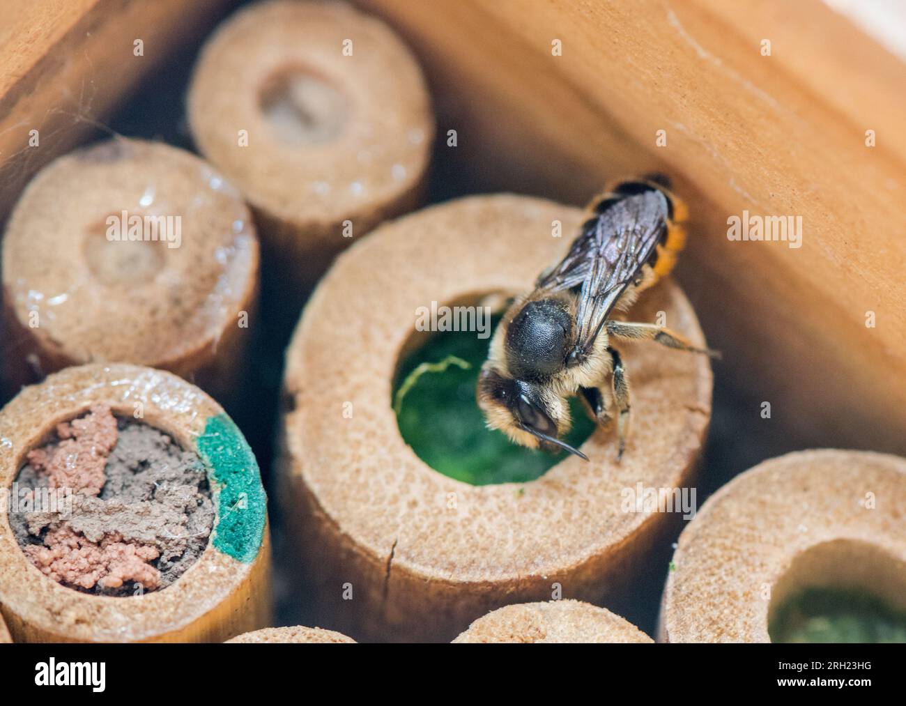 Patchwork Leaf-Cutter Bee, Megachile Centuncularis, sigillare l'ingresso alle sue cellule d'uovo con foglie che masticano in una polpa e mescolano con saliva. Foto Stock