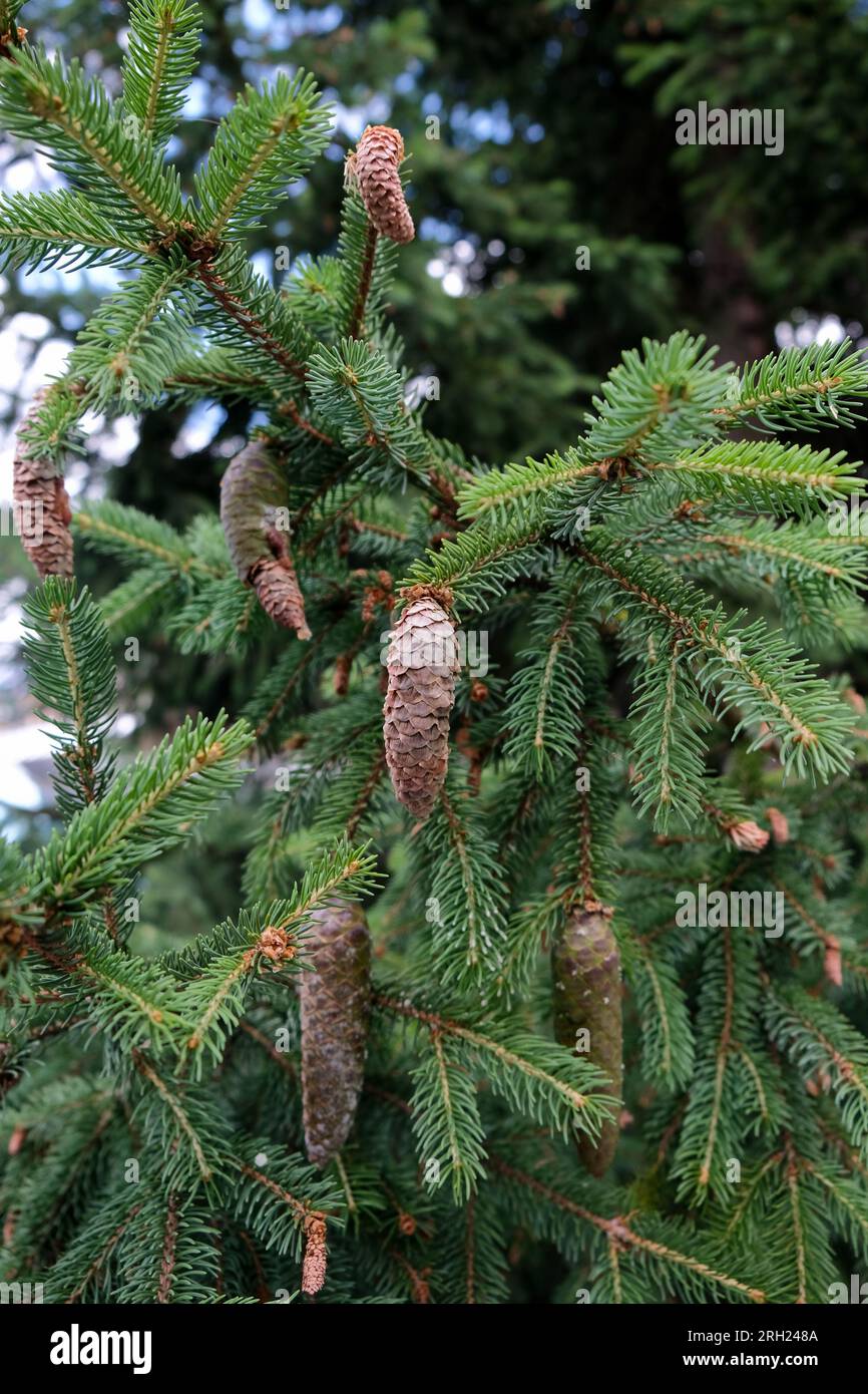 Pinecone sull'albero, pinecone sul pavimento, pinecone fresco nel Parco Zermatt in Svizzera Foto Stock