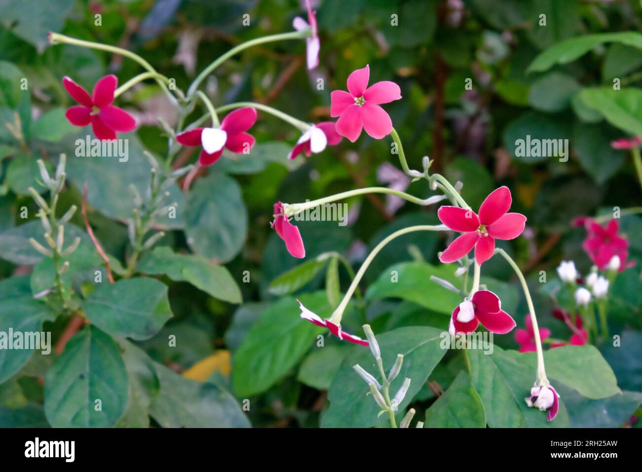 Piccole bellezze floreali: La pianta presenta alcuni piccoli fiori rosa, piccoli e affascinanti. Foto Stock