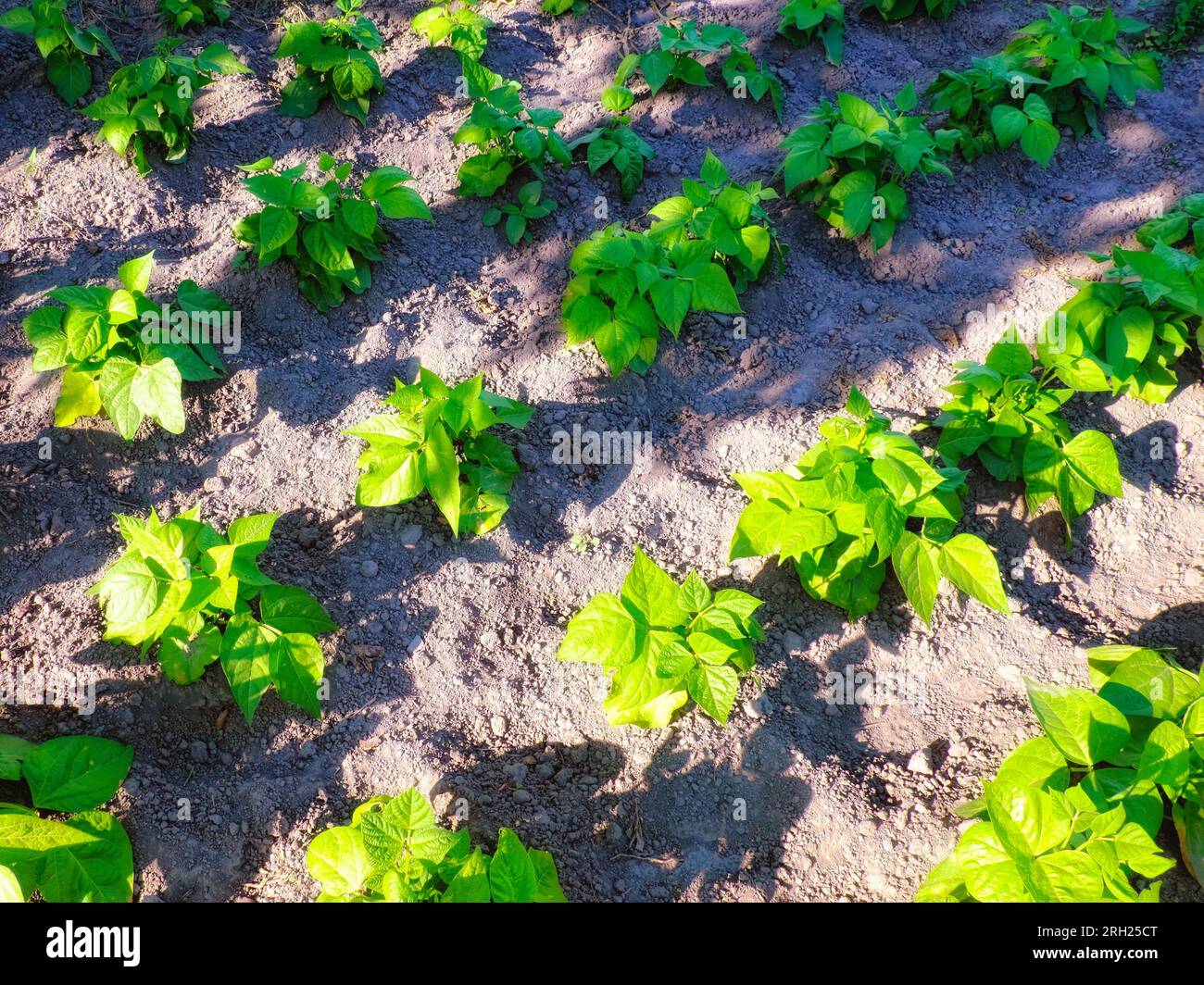 Beanstalks crescere nel giardino domestico. Fagioli locali. Foto Stock