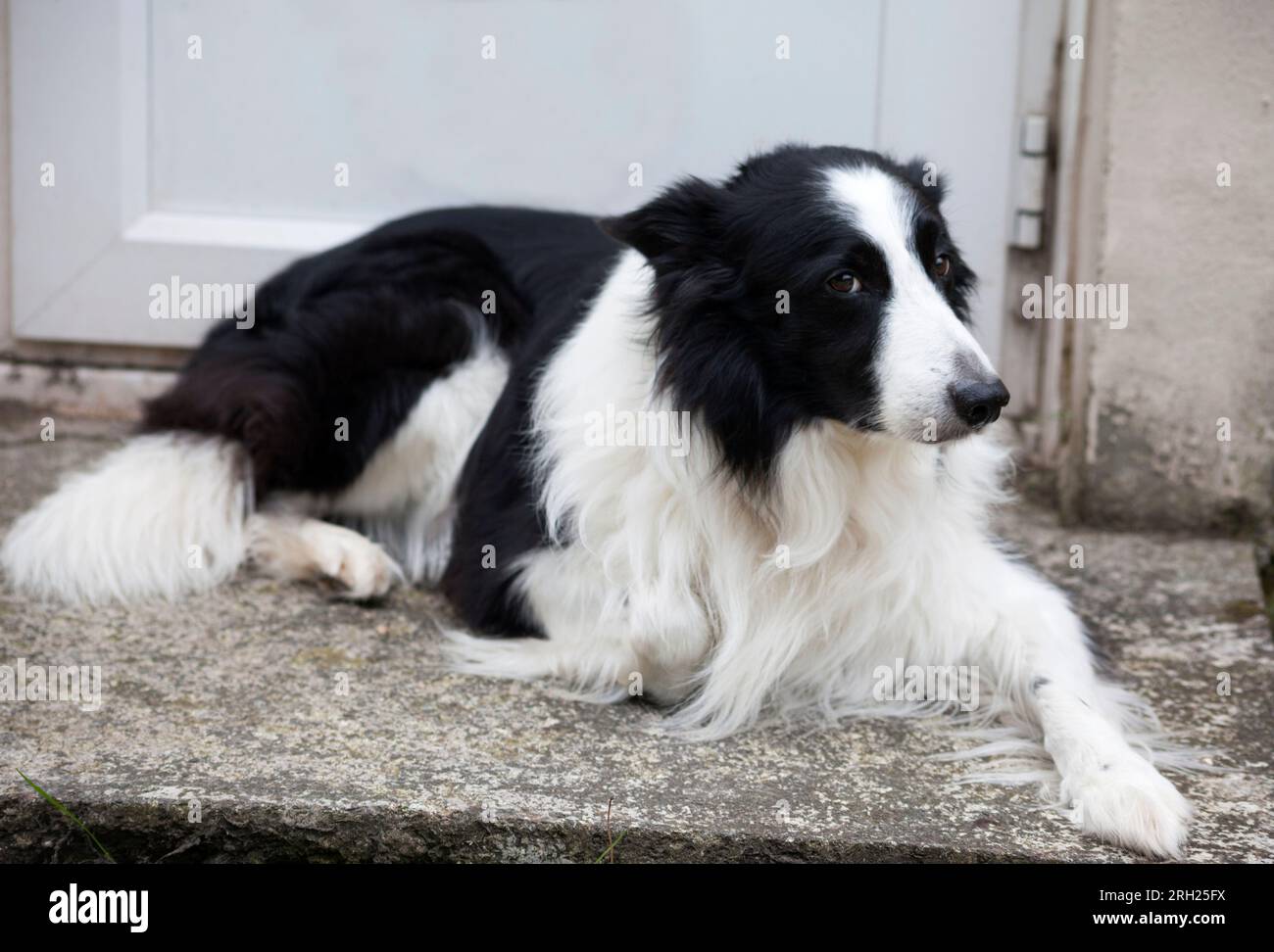 Collie di confine - cane da pecora Foto Stock