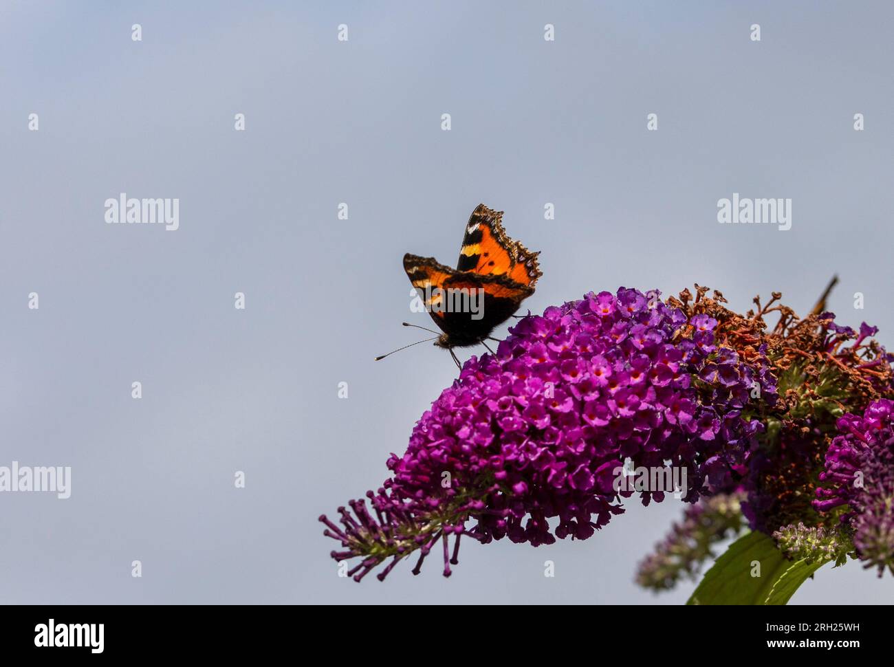 Piccola farfalla a guscio di tartaruga sulla testa di fiore della Buddleia Foto Stock