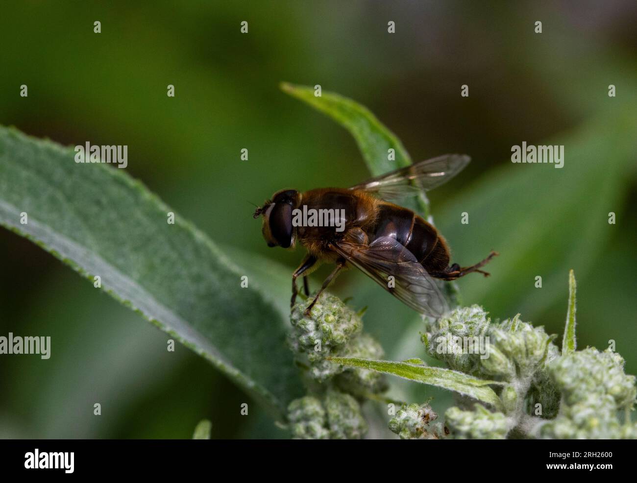 Eristalis tenax hoverfly sulla foglia di Buddleia Foto Stock