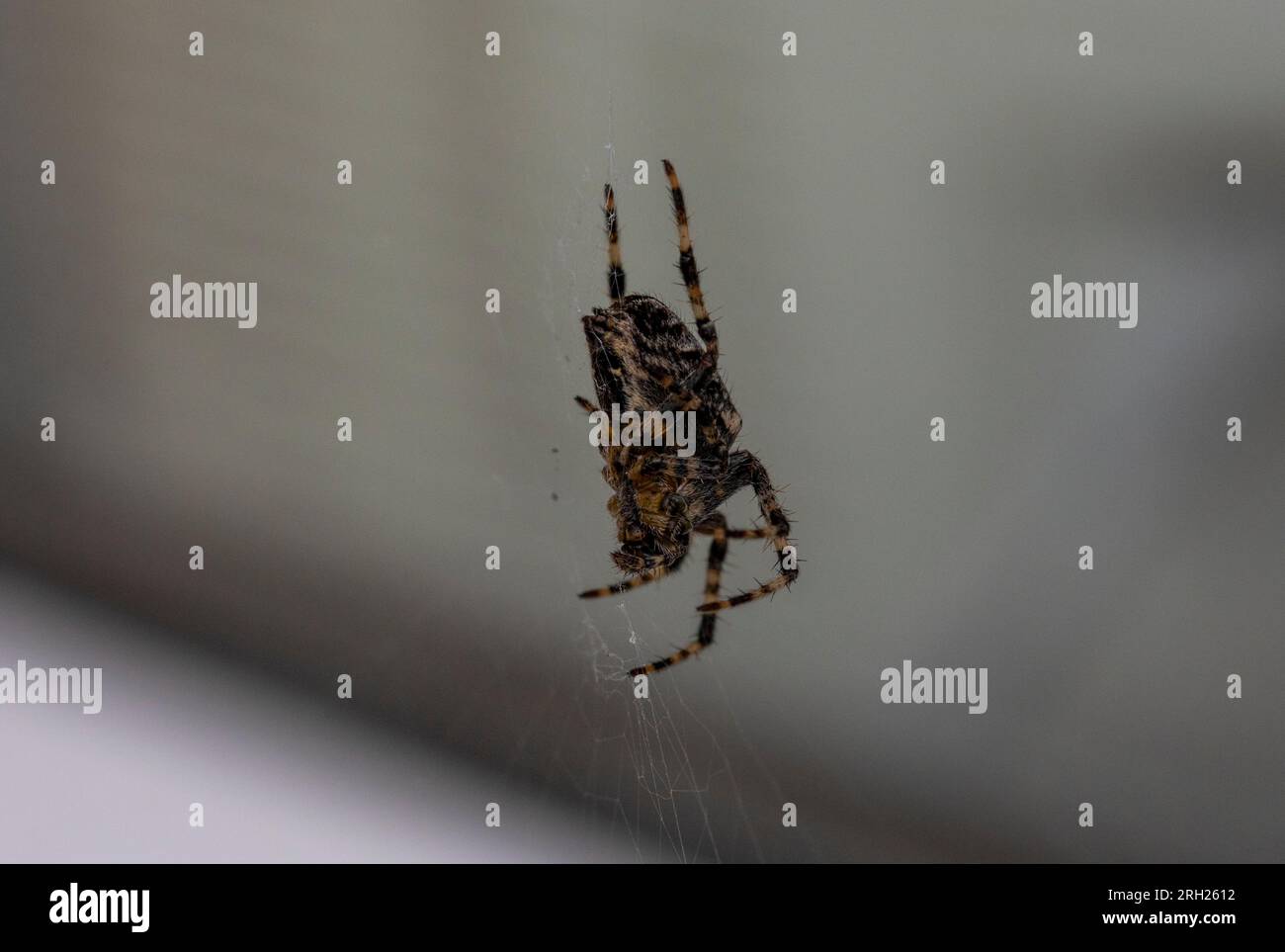 Garden Spider sospeso sul web Foto Stock