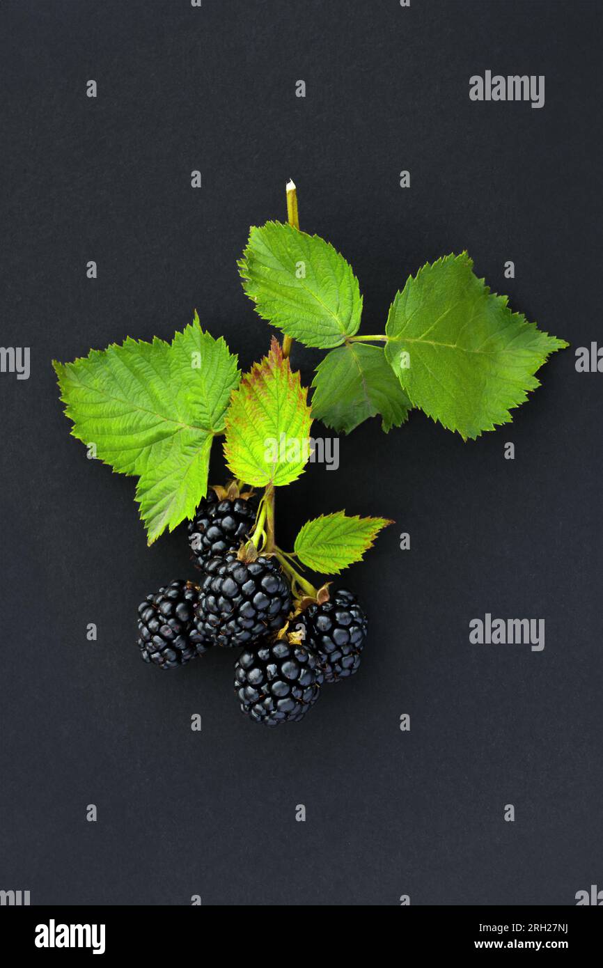Primo piano di nuove more mature su sfondo nero, vista dall'alto Foto Stock