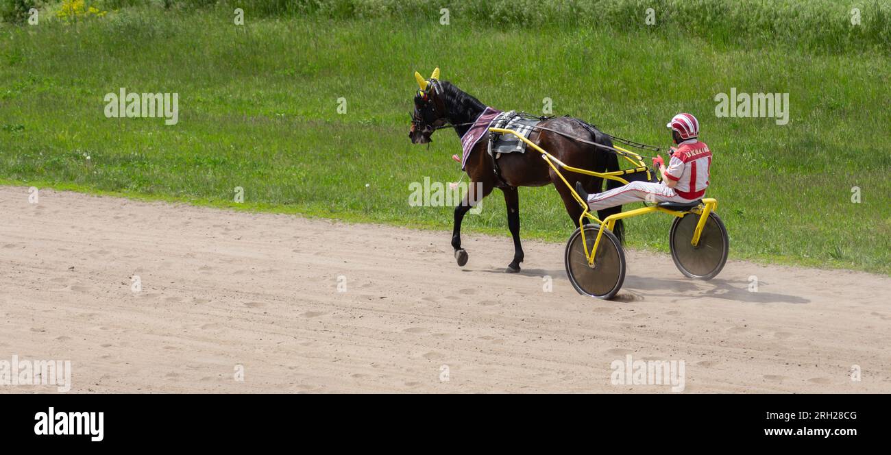 Cavallo e cavaliere in una passeggiata. Jockey e cavallo sull'ippodromo di Kiev, Ucraina. Sfondo cavallo da corsa. Stallone nel cablaggio sul campo. Foto Stock