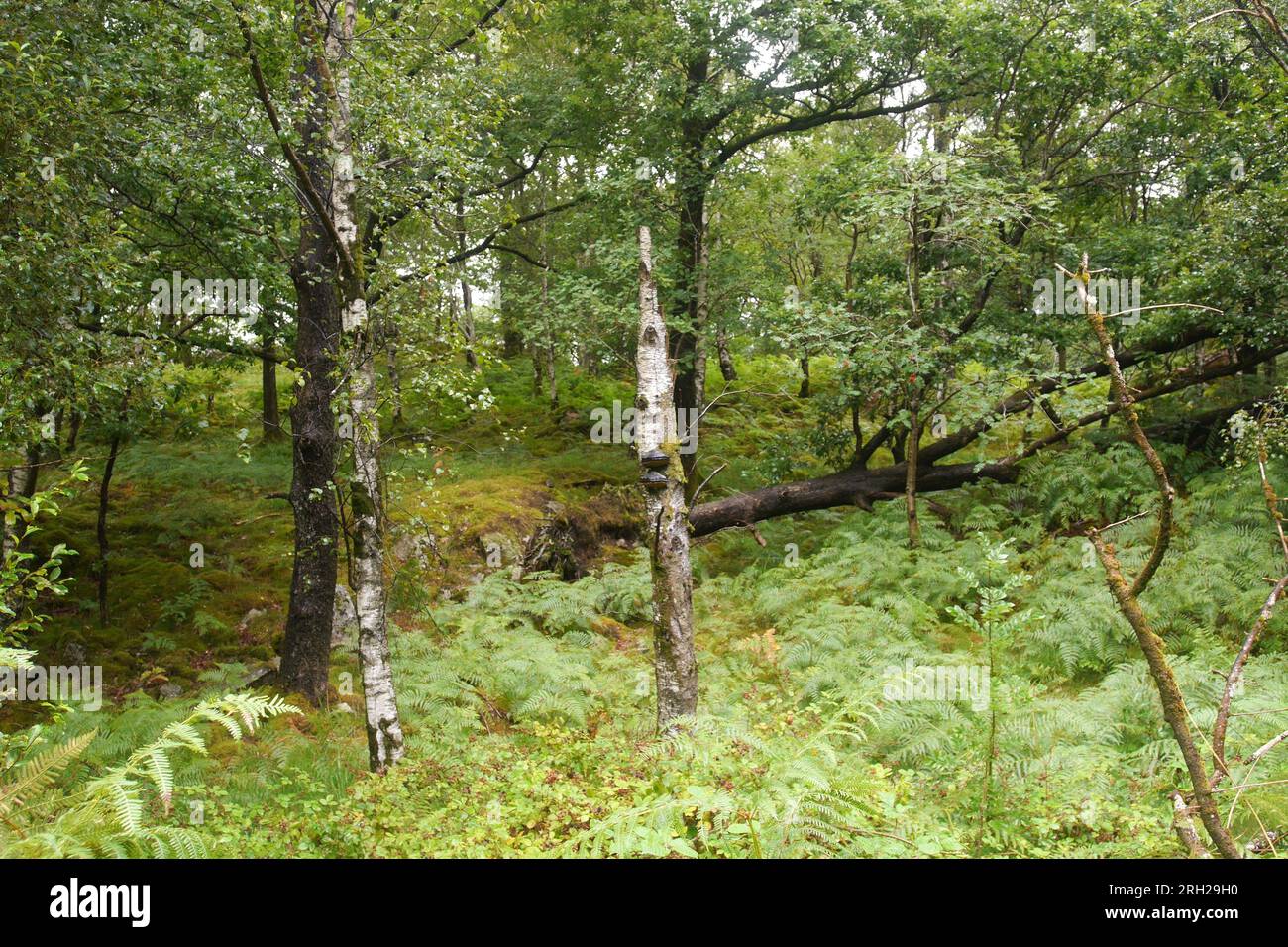 Temperate Rainforest Habitat, Borrowdale, Nr Keswick, Lake District National Park, Cumbria, Inghilterra, Regno Unito Foto Stock