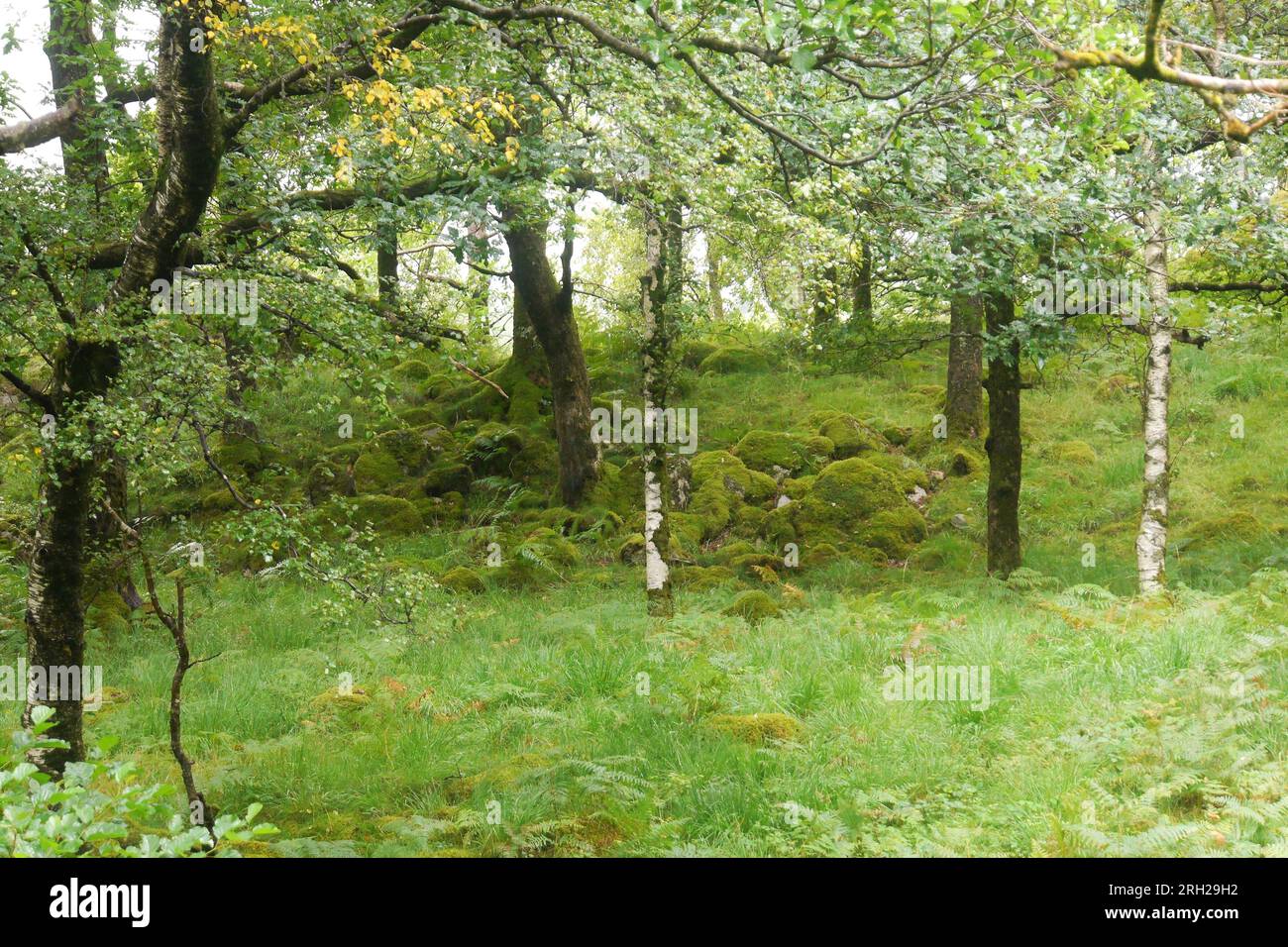 Temperate Rainforest Habitat, Borrowdale, Nr Keswick, Lake District National Park, Cumbria, Inghilterra, Regno Unito Foto Stock