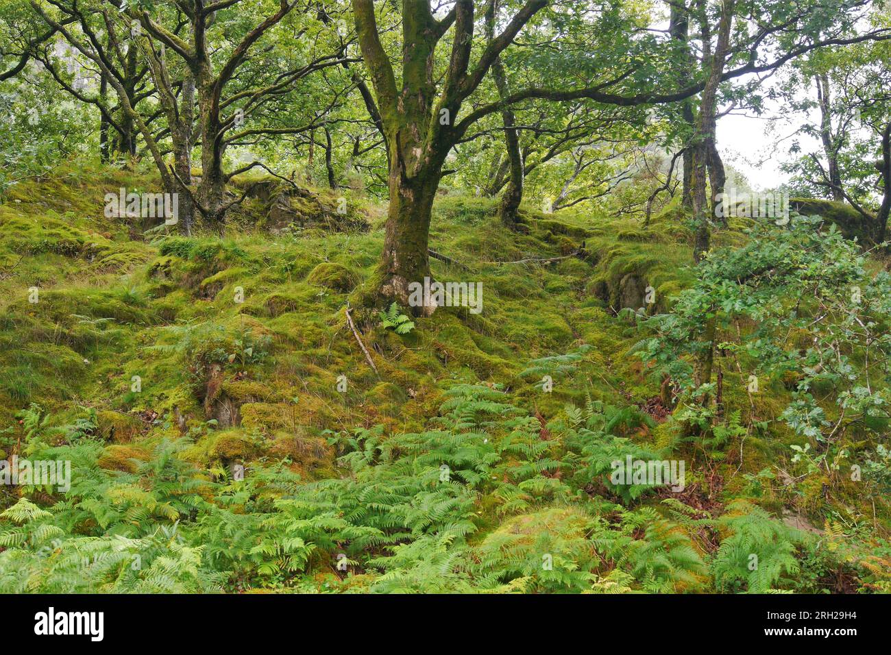 Temperate Rainforest Habitat, Borrowdale, Nr Keswick, Lake District National Park, Cumbria, Inghilterra, Regno Unito Foto Stock