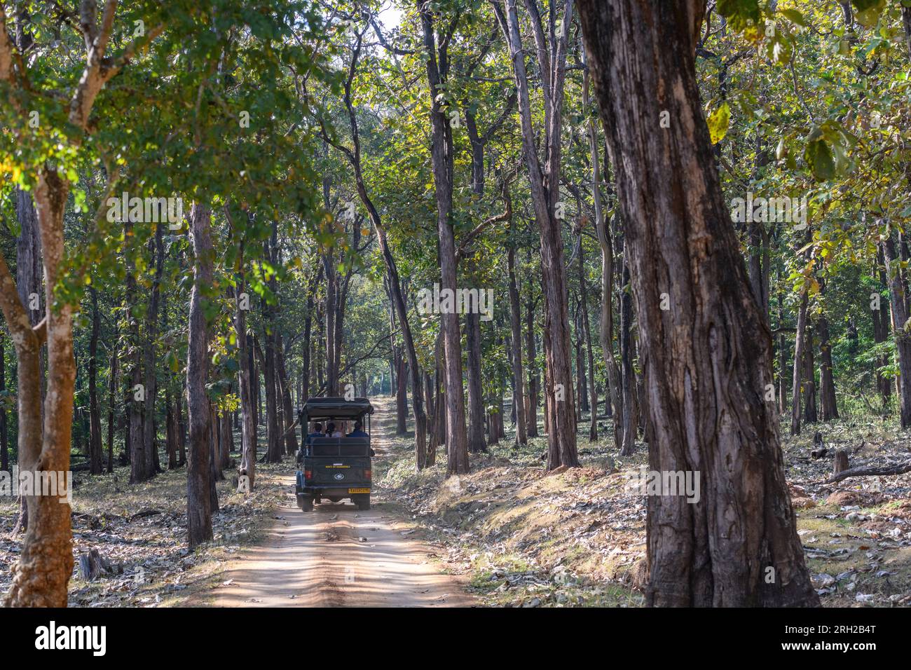 Safari nella foresta del Parco Nazionale di Nagarahole, India meridionale. Foto Stock