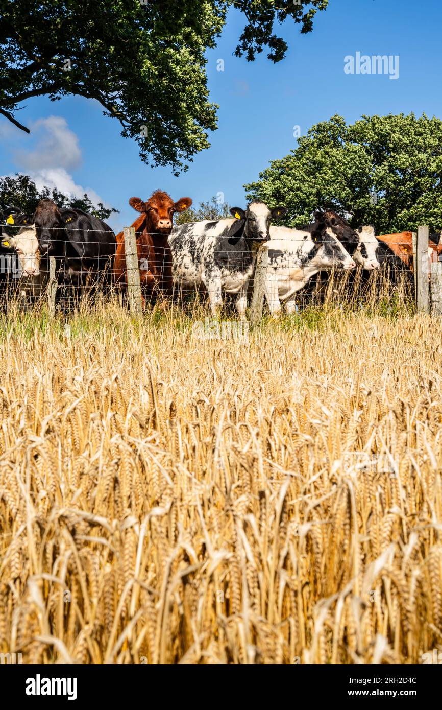 Una mandria di bovini si trova sopra un campo di grano recintato in una fattoria nel Galles rurale Foto Stock