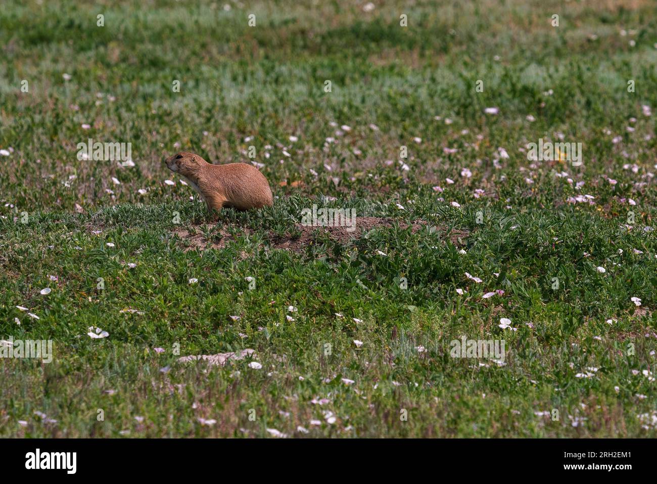 Cane della prateria dalla coda nera (Cynomys ludovicianus) in un giorno d'estate nel South Unit del Theodore Roosevelt National Park fuori Medora, North Dakota Foto Stock