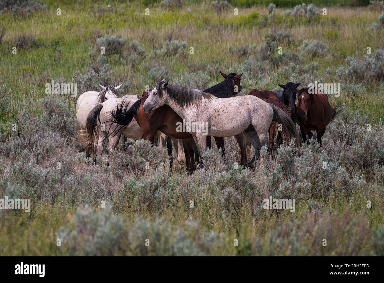 I cavalli selvatici (Equus fetus caballus) si radunano davanti a una tempesta che si avvicina al Theodore Roosevelt National Park Foto Stock