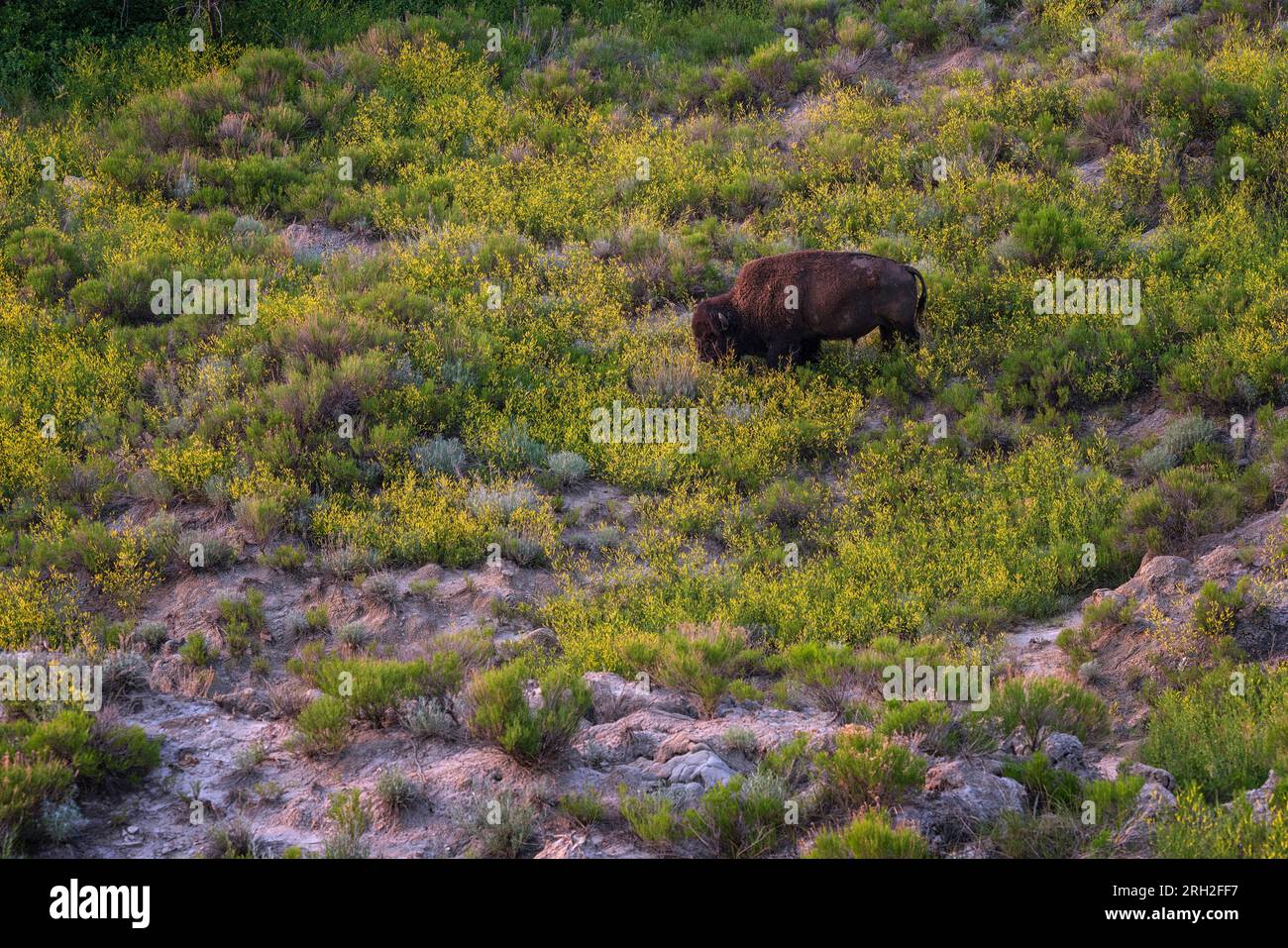Bisonti maschili delle pianure (bisonti) che pascolano tra le colorate praterie sotto il Painted Canyon e si affacciano sul Theodore Roosevelt National Park Foto Stock Bisonti maschili delle pianure (bisonti) che pascolano tra le colorate praterie sotto il Painted Canyon e si affacciano sul Theodore Roosevelt National Park Foto Stock