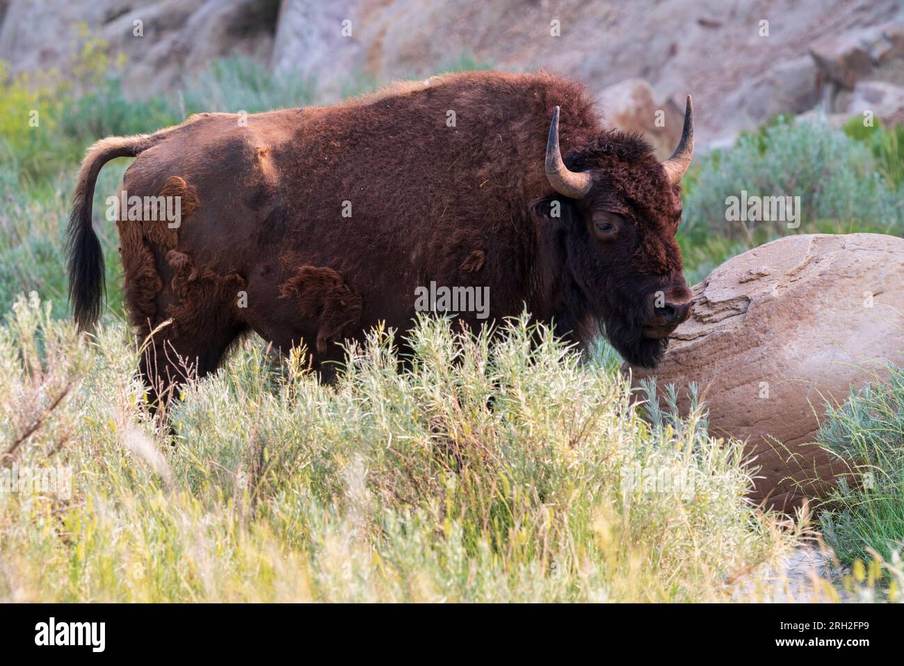 Plains bison (bison bison) nel North Unit del Theodore Roosevelt National Park nel Dakota del Nord Foto Stock Plains bison (bison bison) nel North Unit del Theodore Roosevelt National Park nel Dakota del Nord Foto Stock
