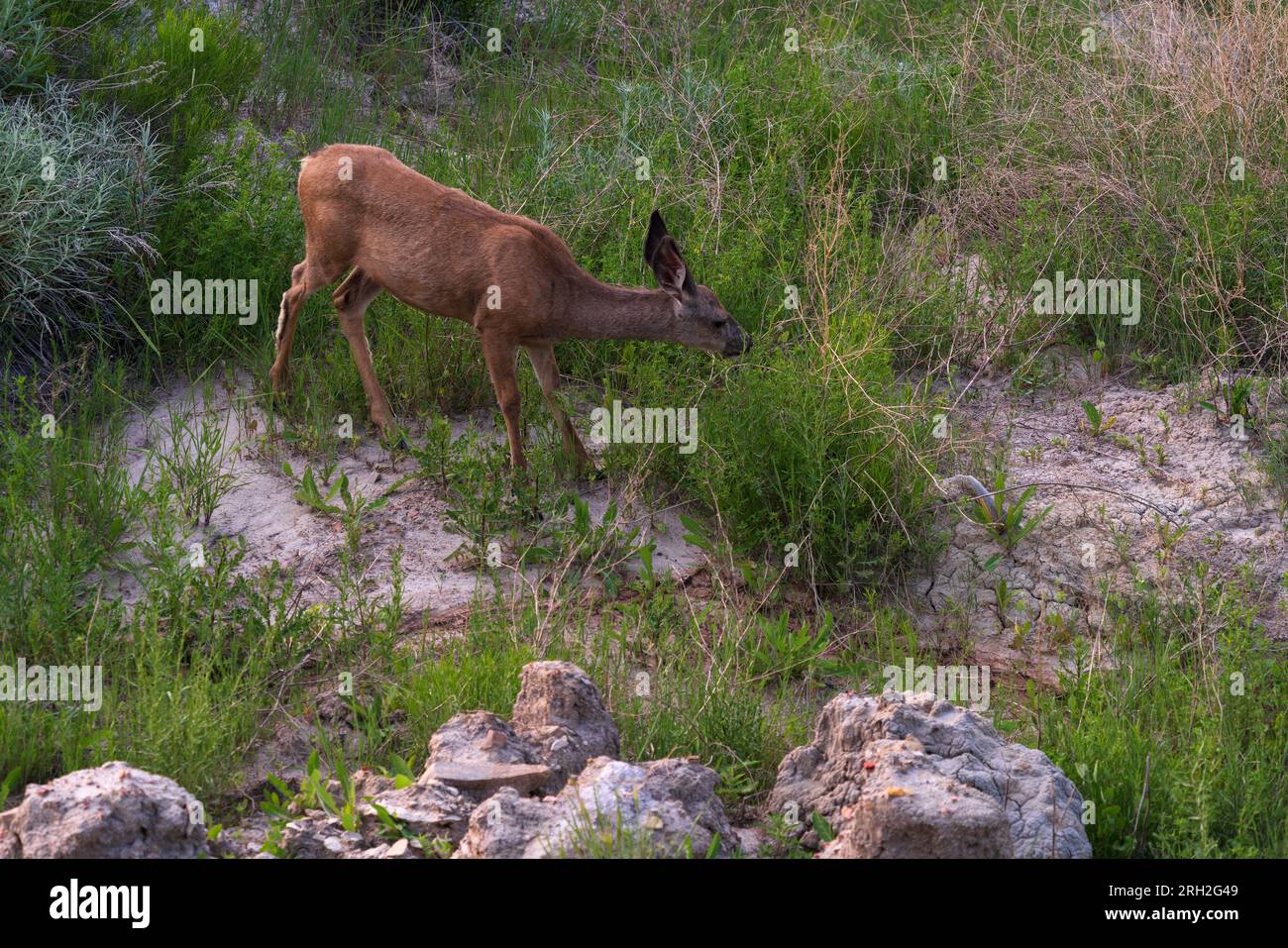 Un giovane cervo mulo (Odocoileus hemionus) che attraversa un burrone sotto il Painted Canyon e si affaccia sul Theodore Roosevelt National Park nel North Dakota Foto Stock