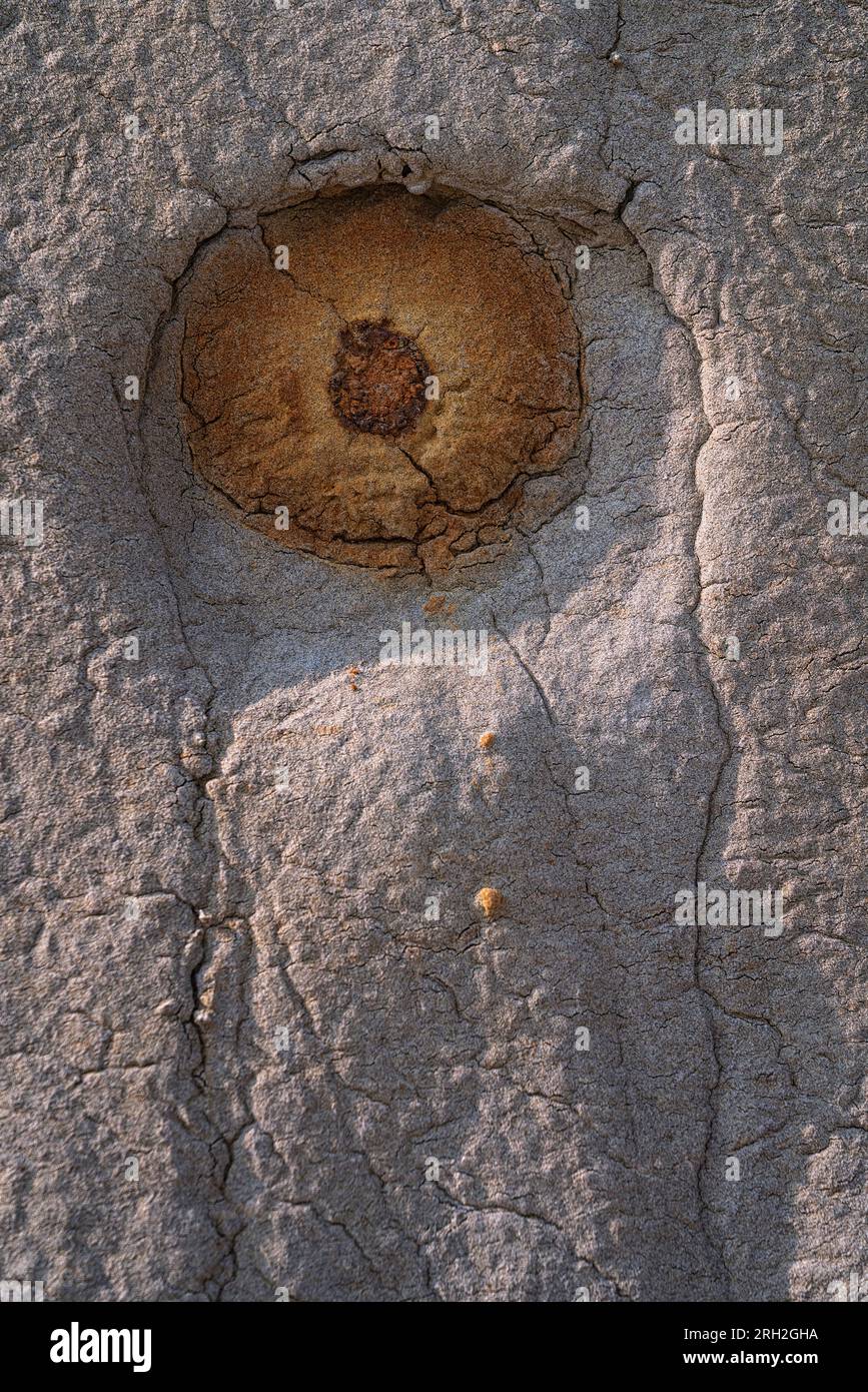 Piccoli depositi noti come calcestruzzo a palla di cannone nel Theodore Roosevelt National Park fuori Medora, North Dakota Foto Stock